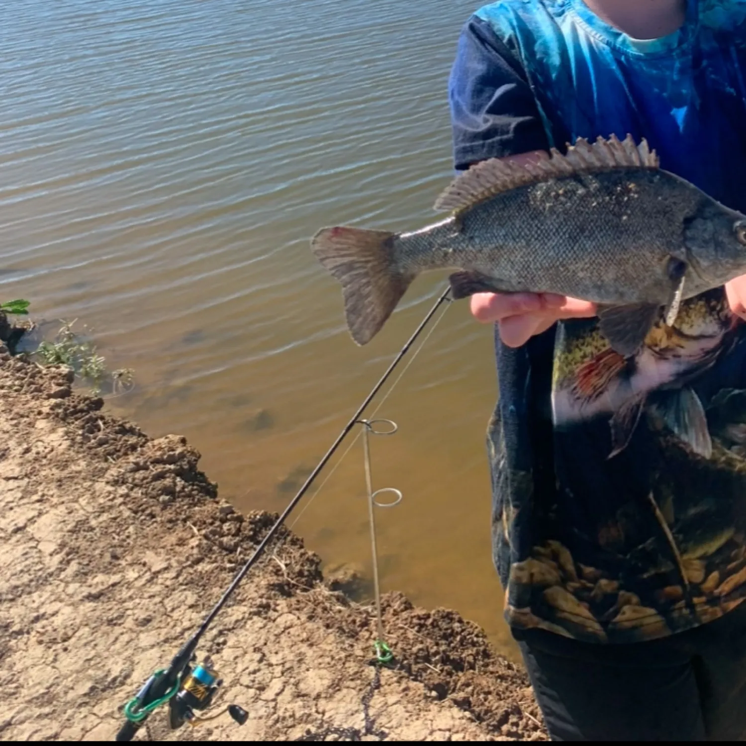 The most popular recent Bidyan perch catch on Fishbrain