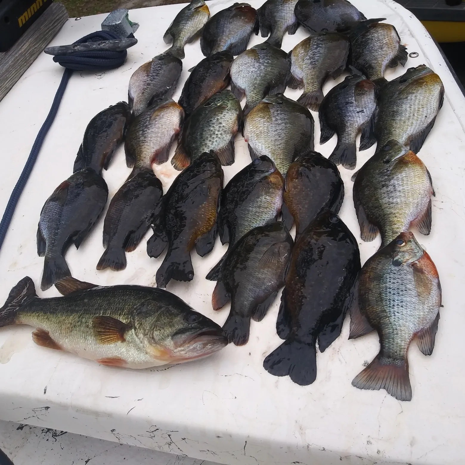 recently logged catches