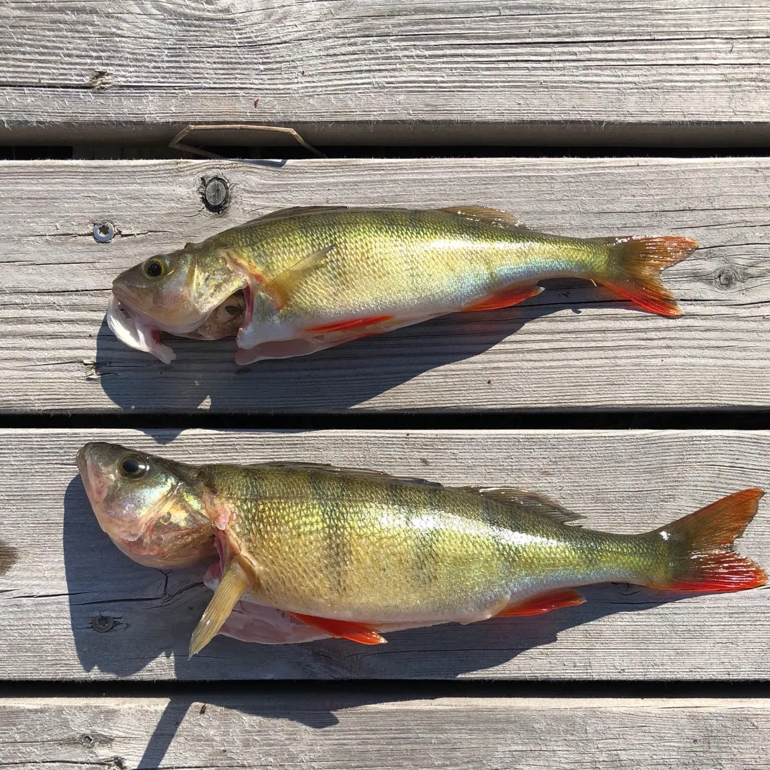 recently logged catches