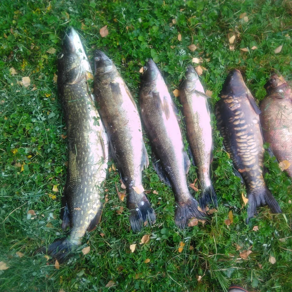 recently logged catches