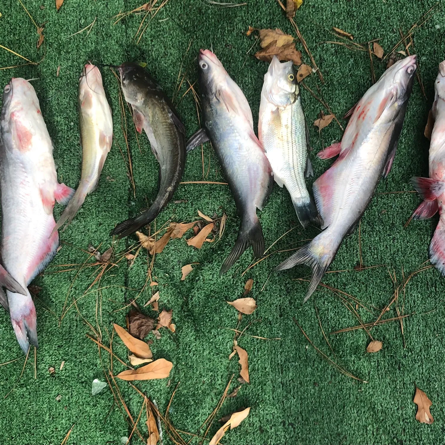 recently logged catches