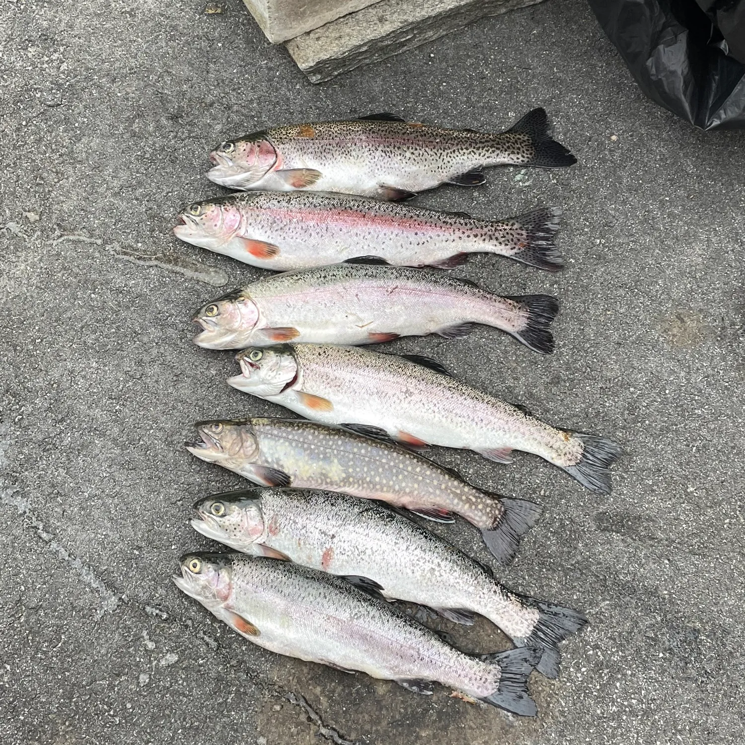 recently logged catches