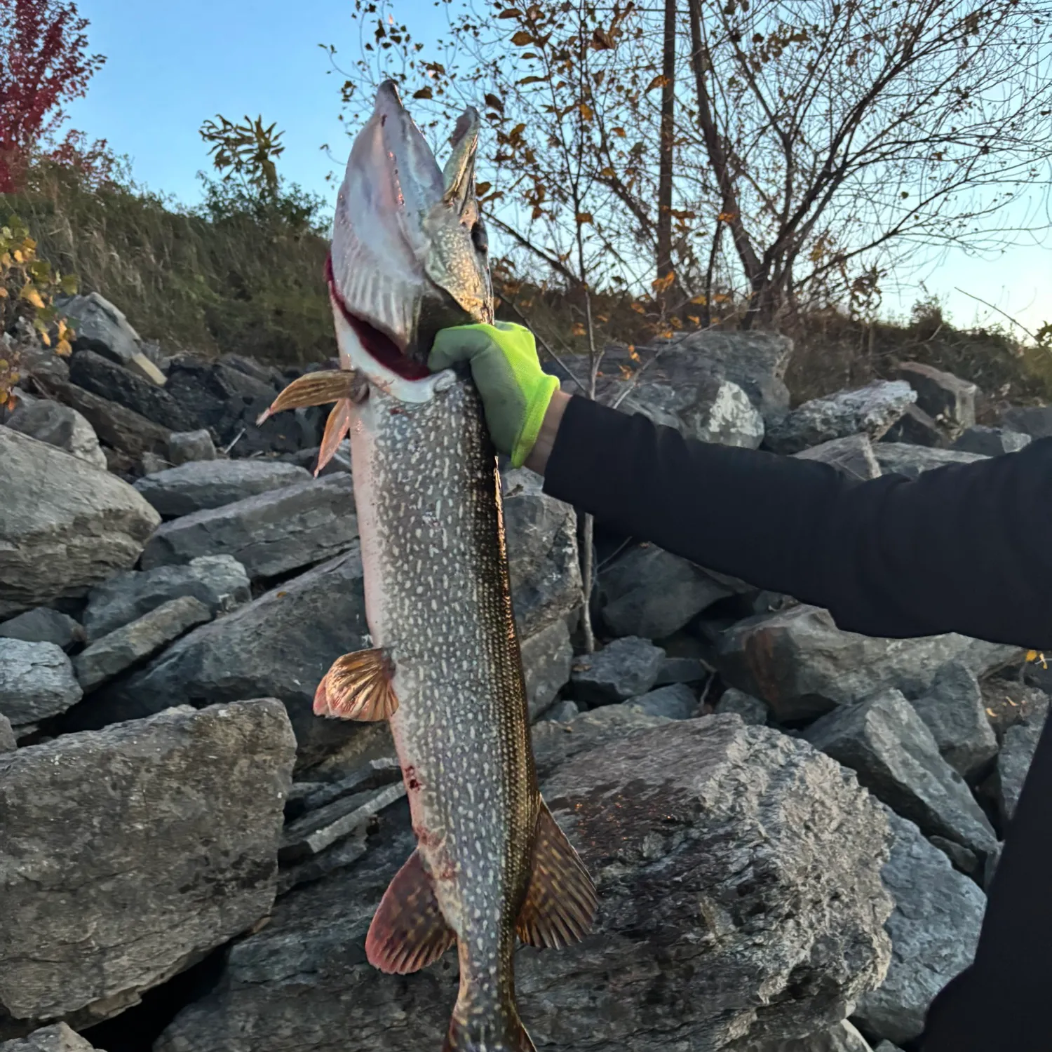 recently logged catches