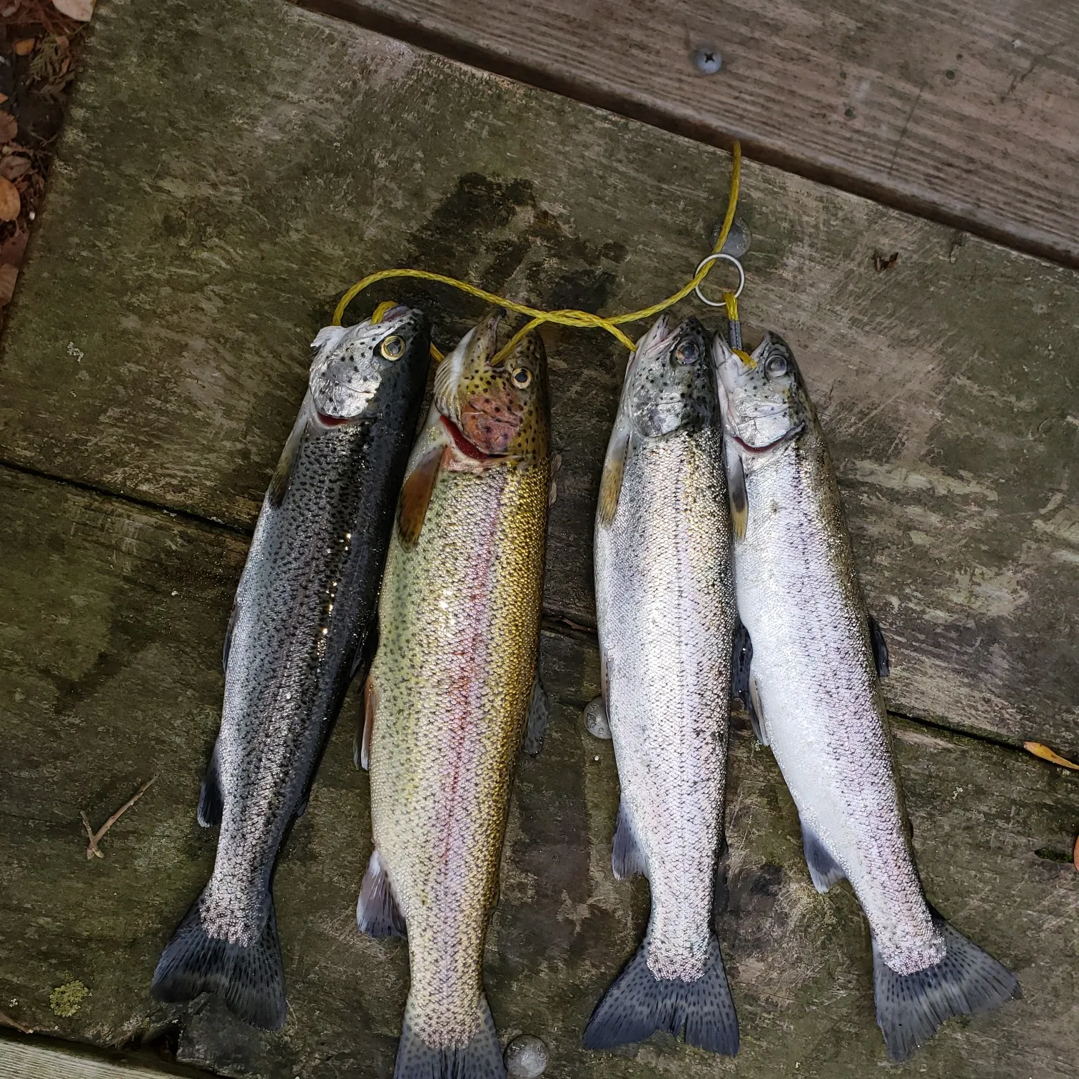 recently logged catches