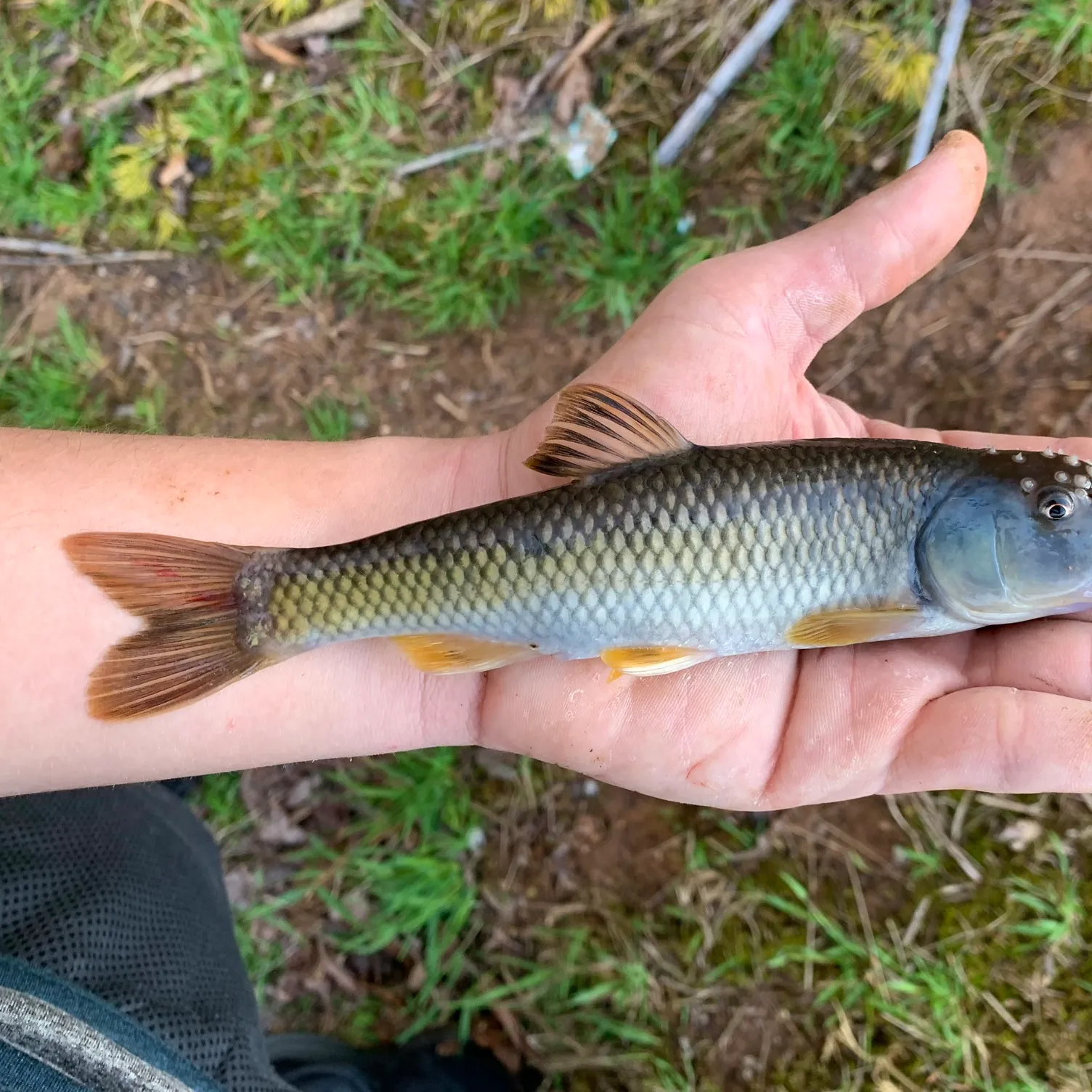 The most popular recent Bluehead chub catch on Fishbrain