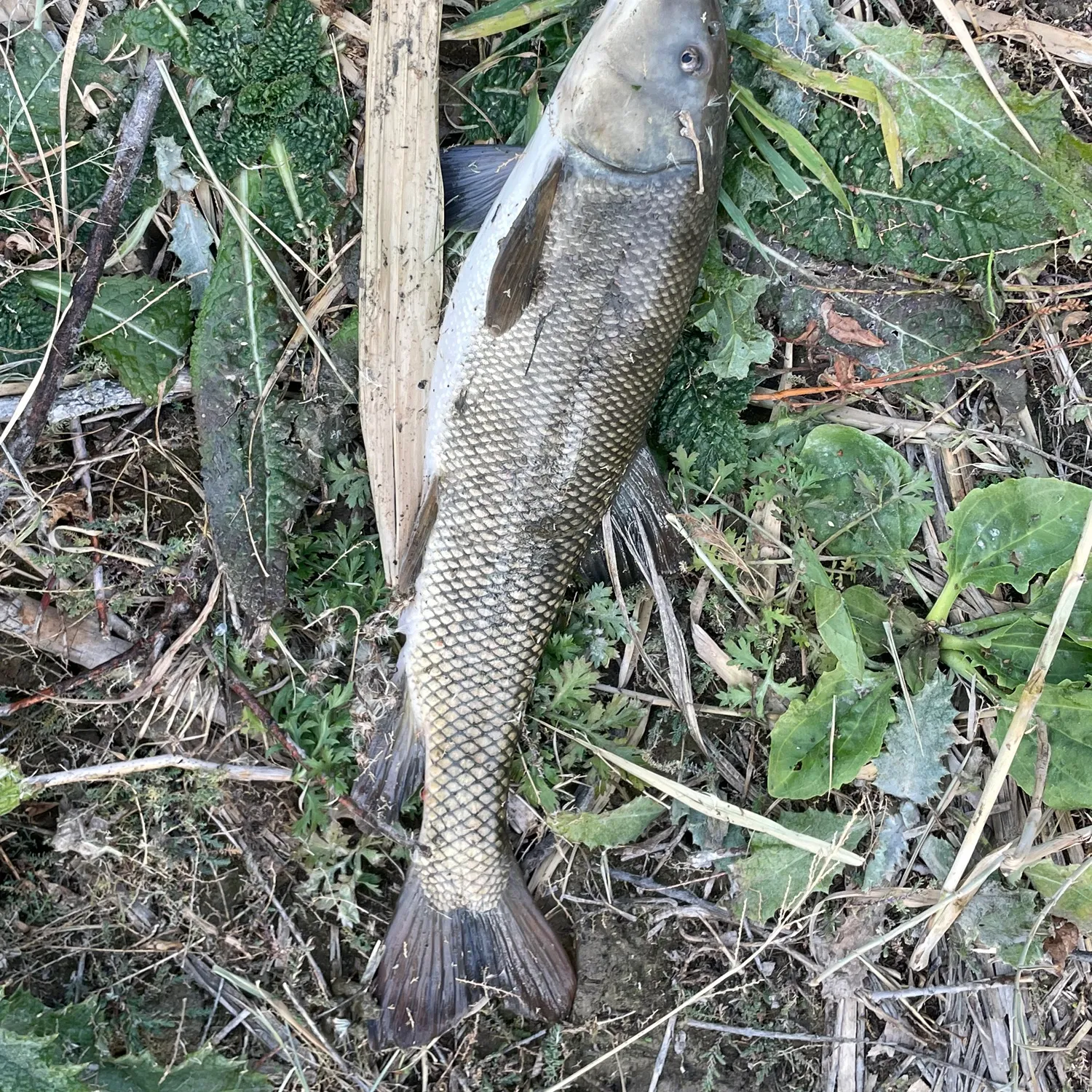 The most popular recent Utah sucker catch on Fishbrain