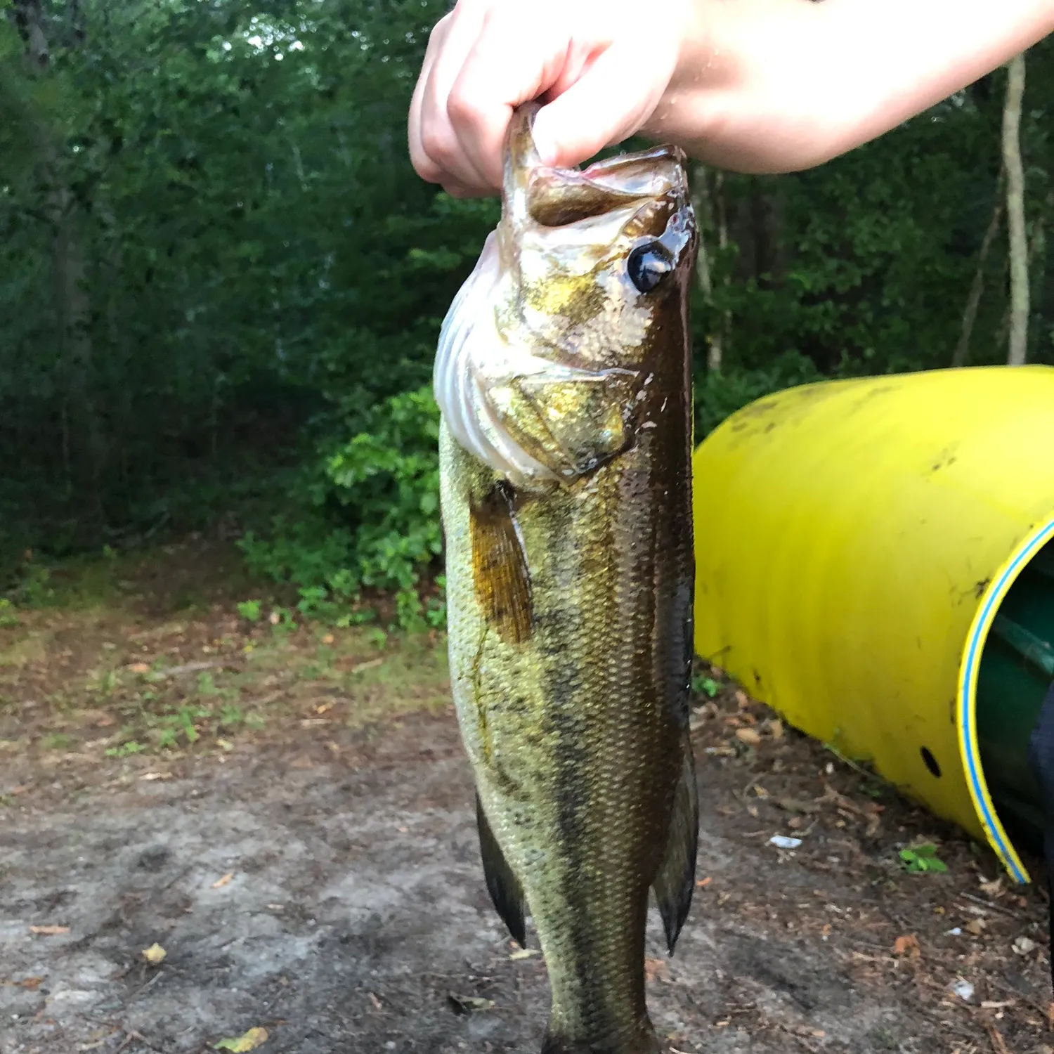 ᐅ Carbuncle Pond fishing reports🎣• Coventry, RI (United States) fishing