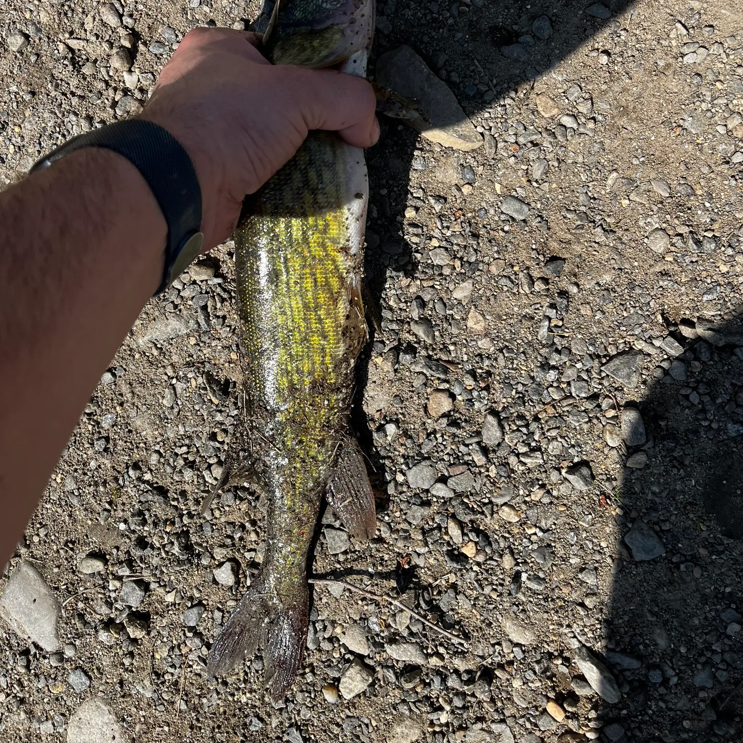 ᐅ Exeter Reservoir fishing reports🎣• Exeter, NH (United States) fishing