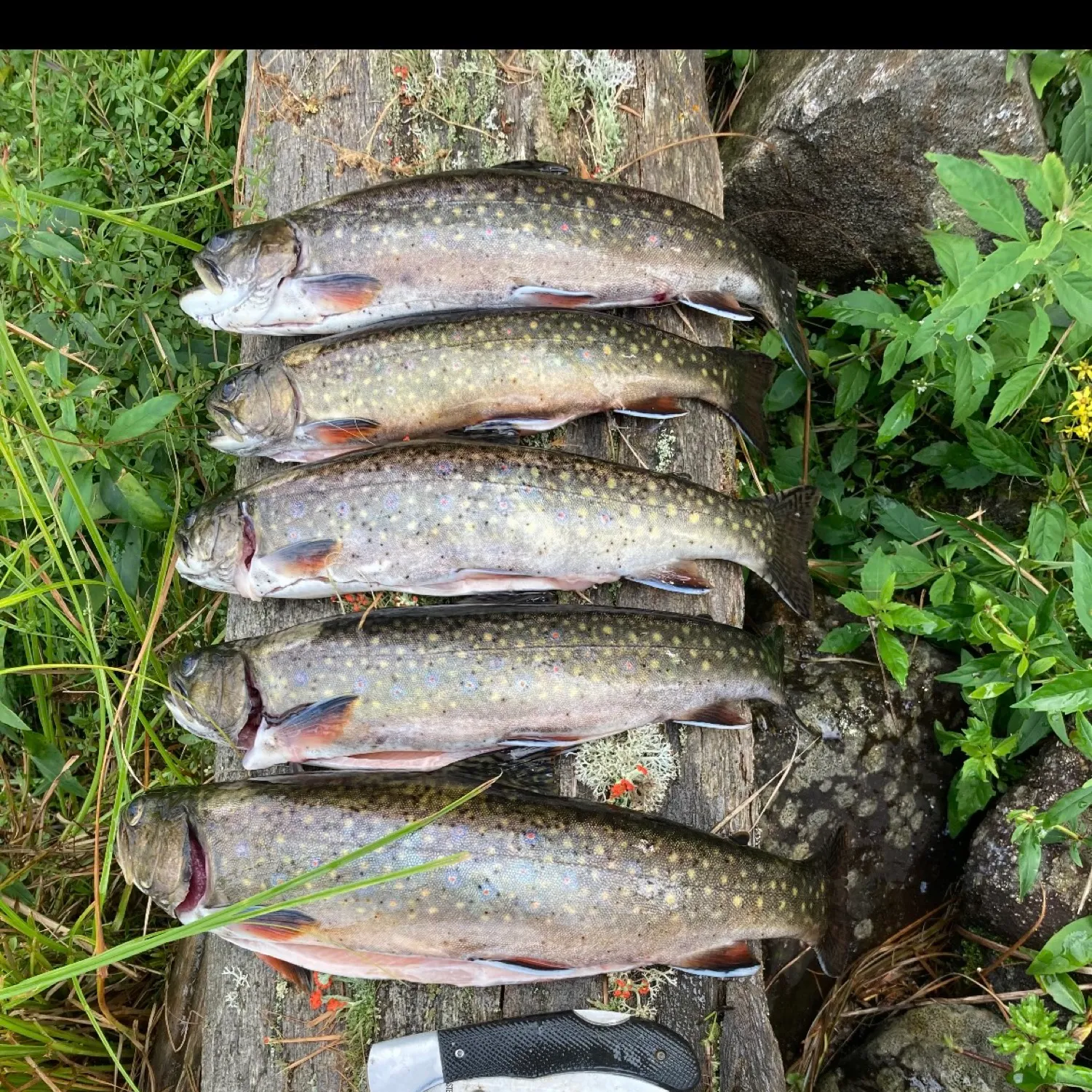 recently logged catches