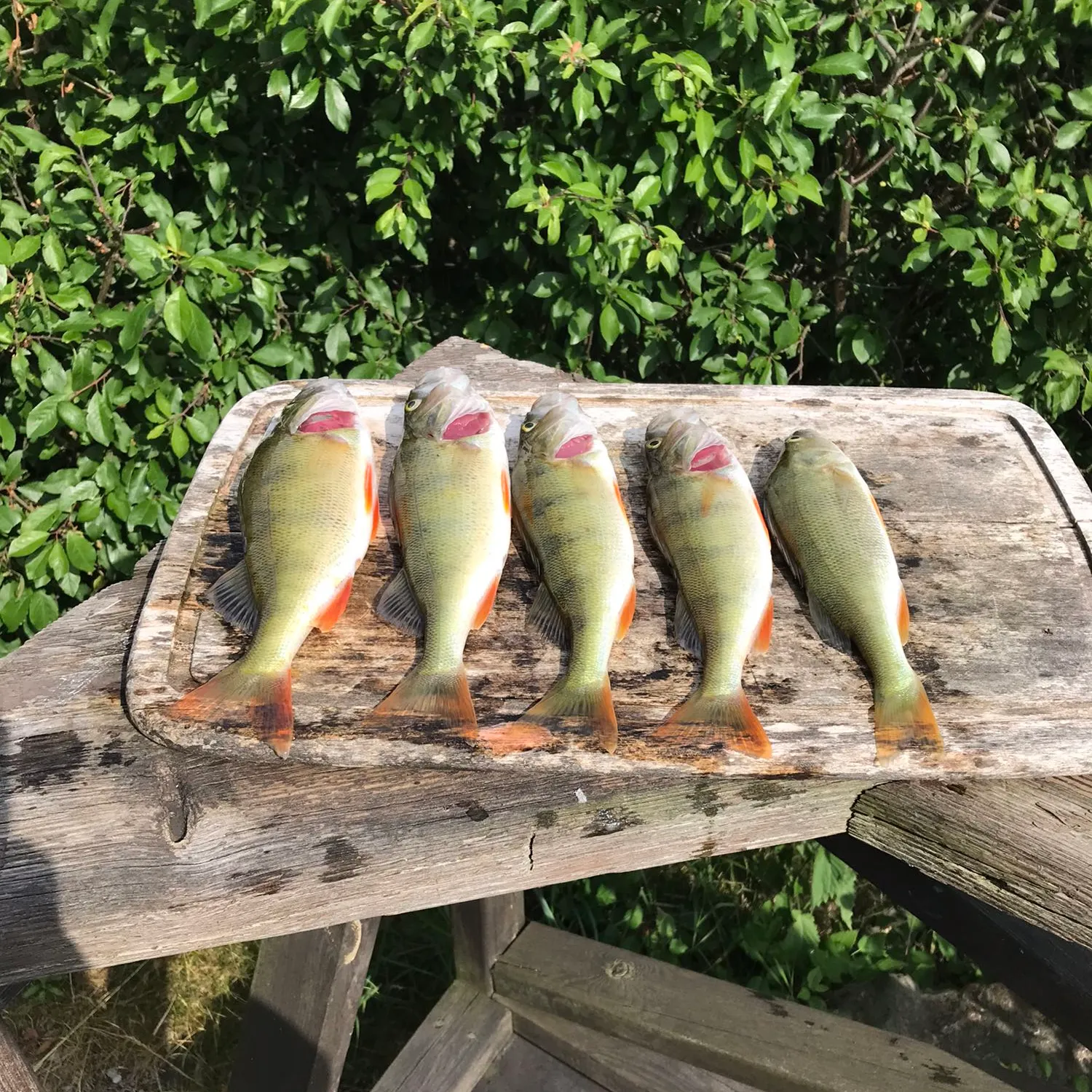 recently logged catches