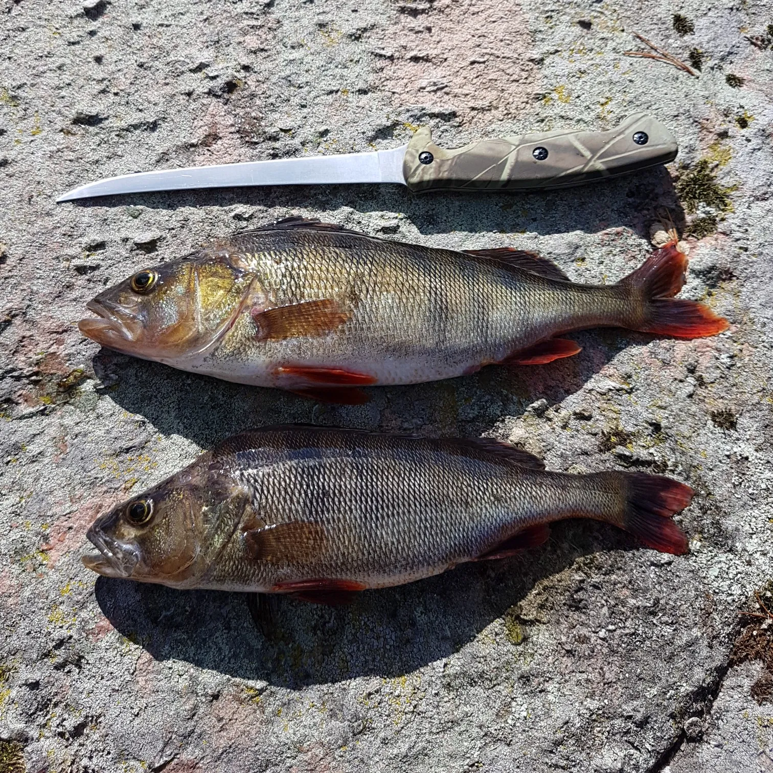 recently logged catches