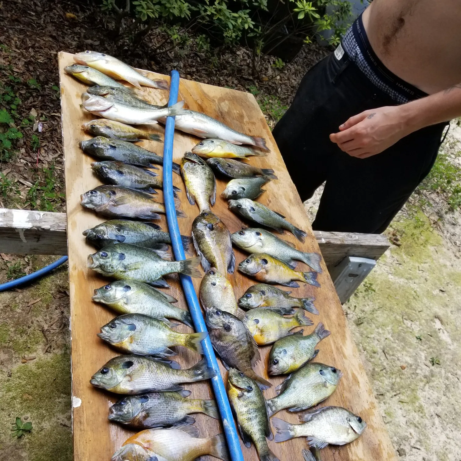 recently logged catches