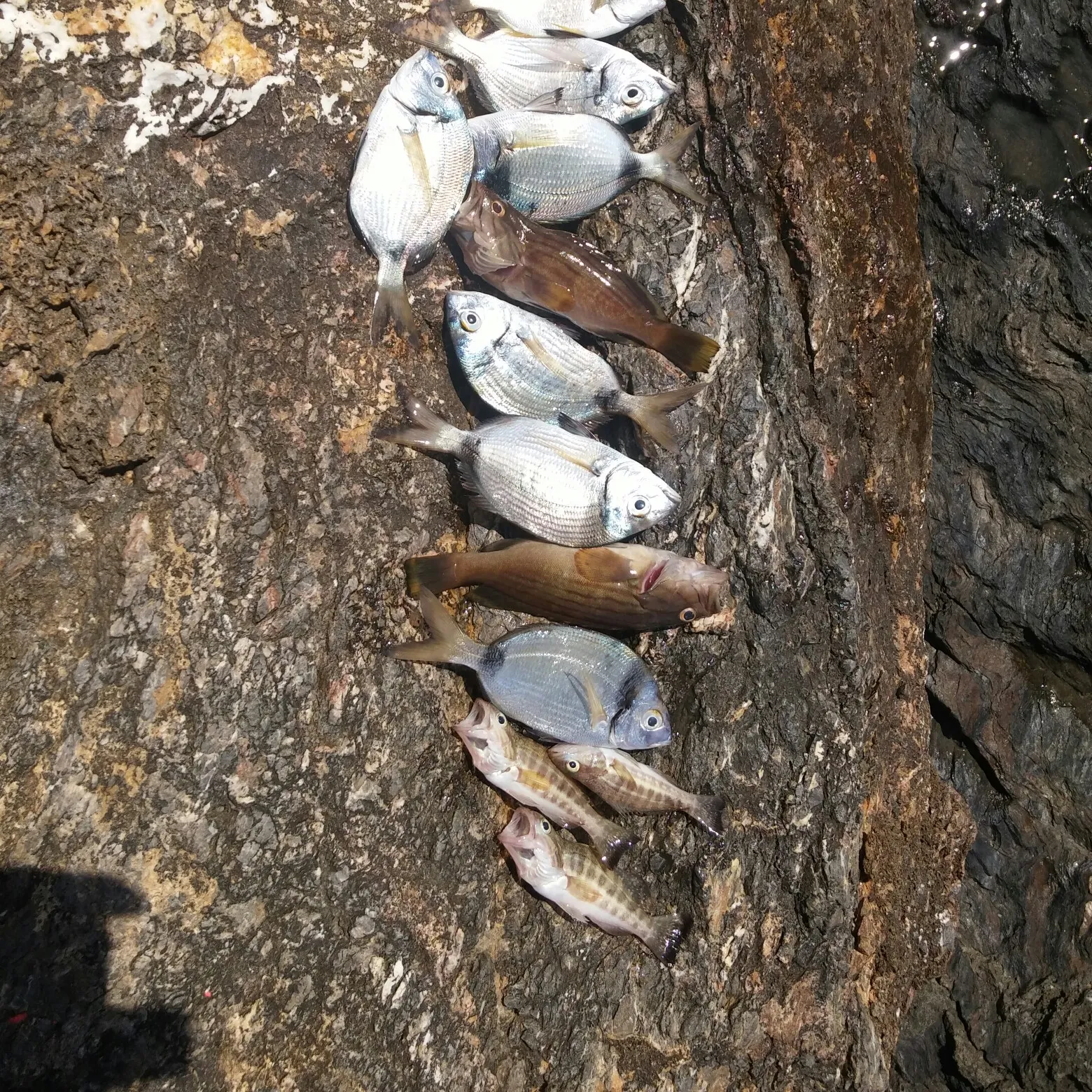 recently logged catches