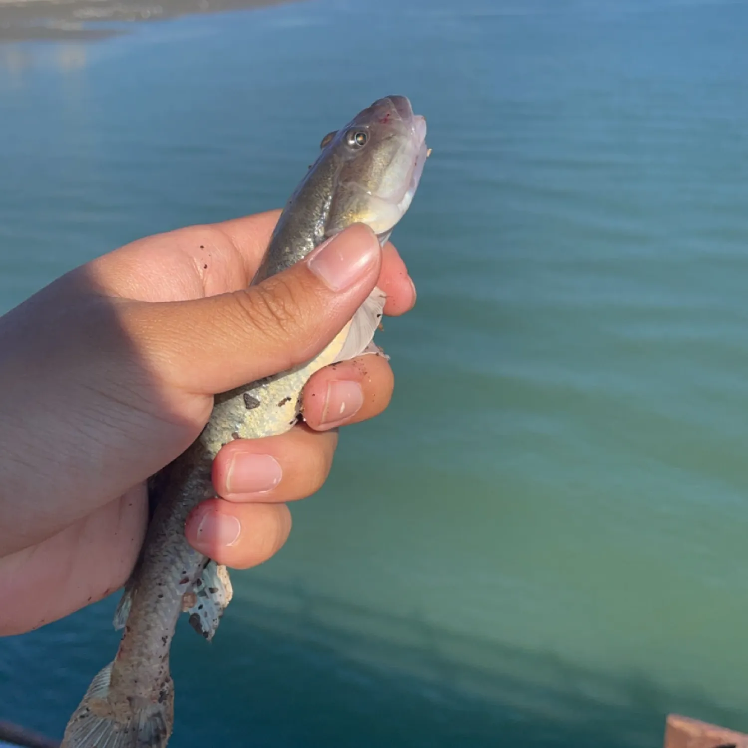 The most popular recent Common goby catch on Fishbrain