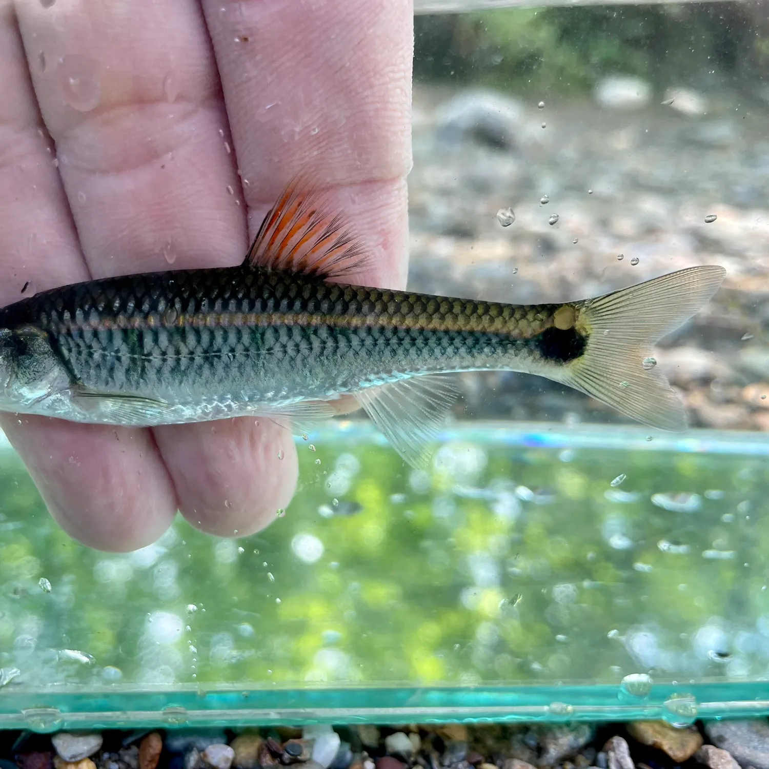 The most popular recent Alabama shiner catch on Fishbrain