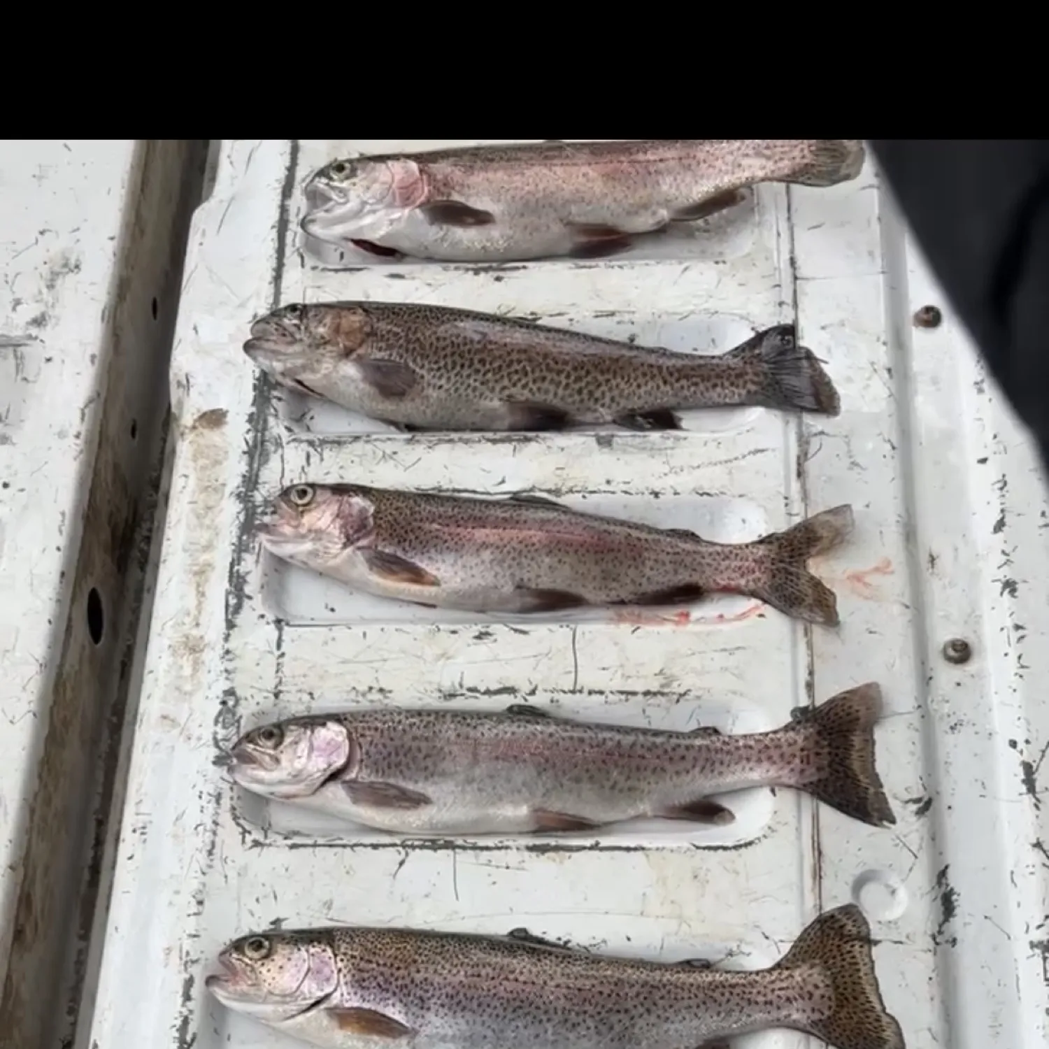 recently logged catches