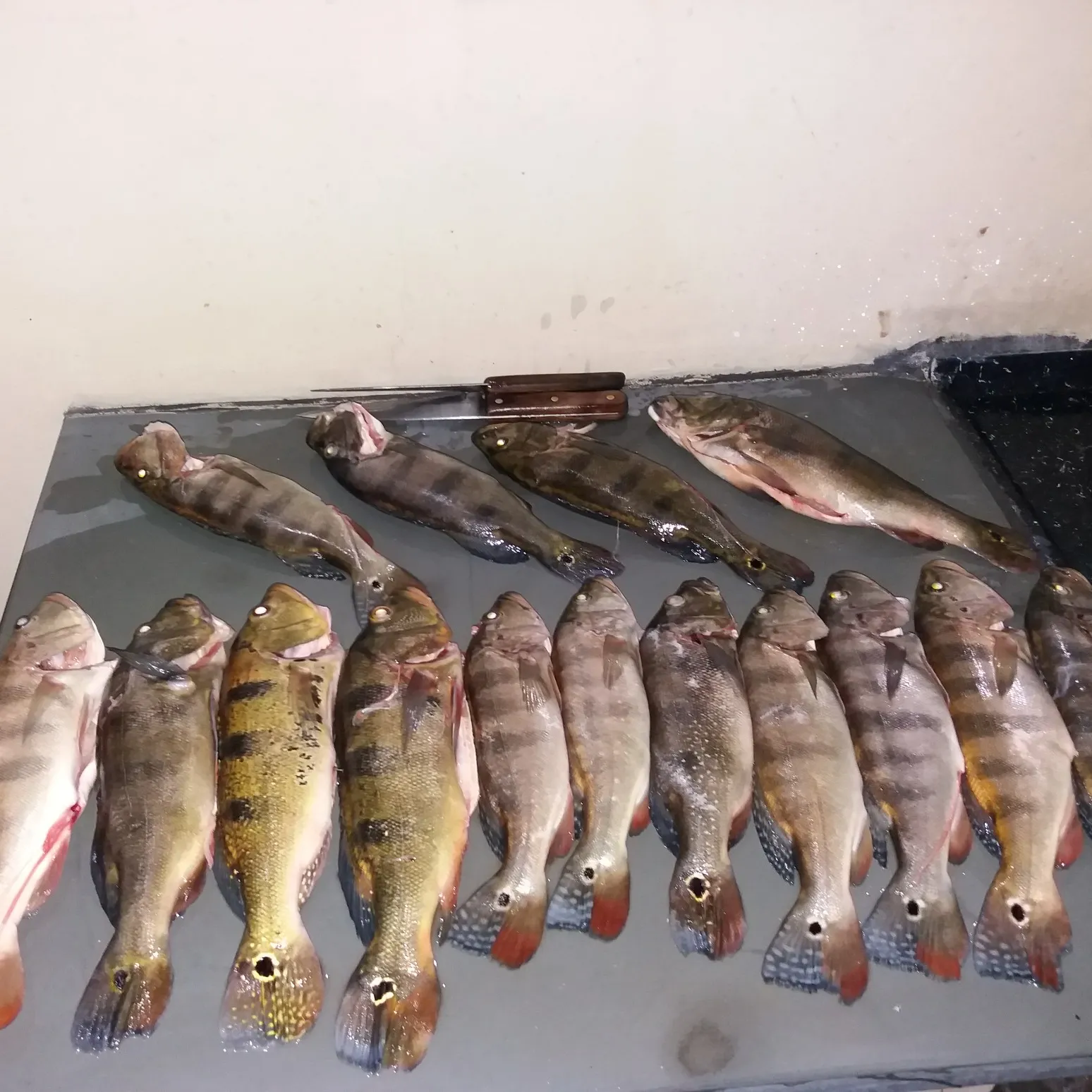 recently logged catches