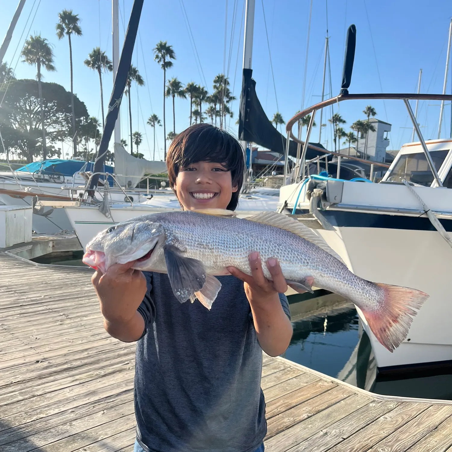 The most popular recent California corbina catch on Fishbrain