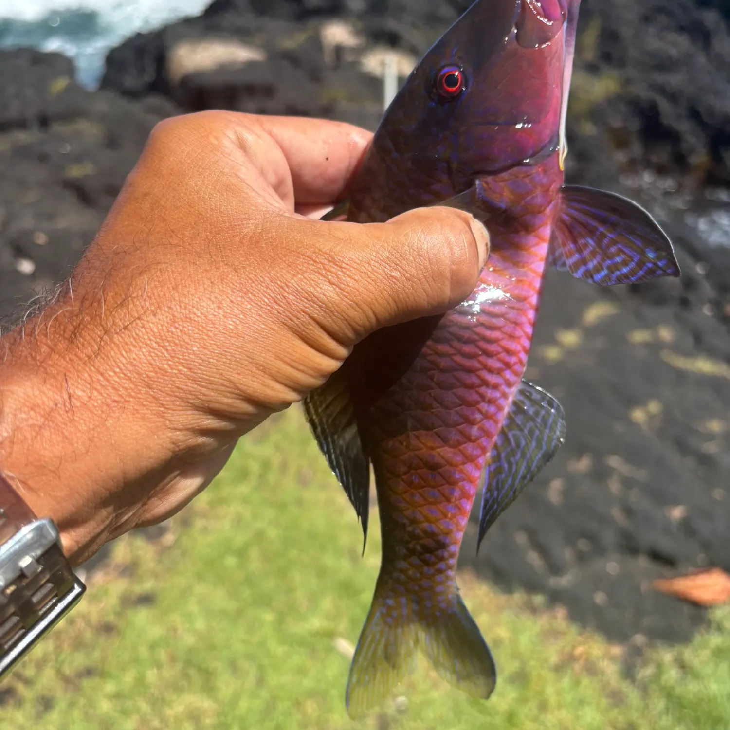 The most popular recent Island goatfish catch on Fishbrain