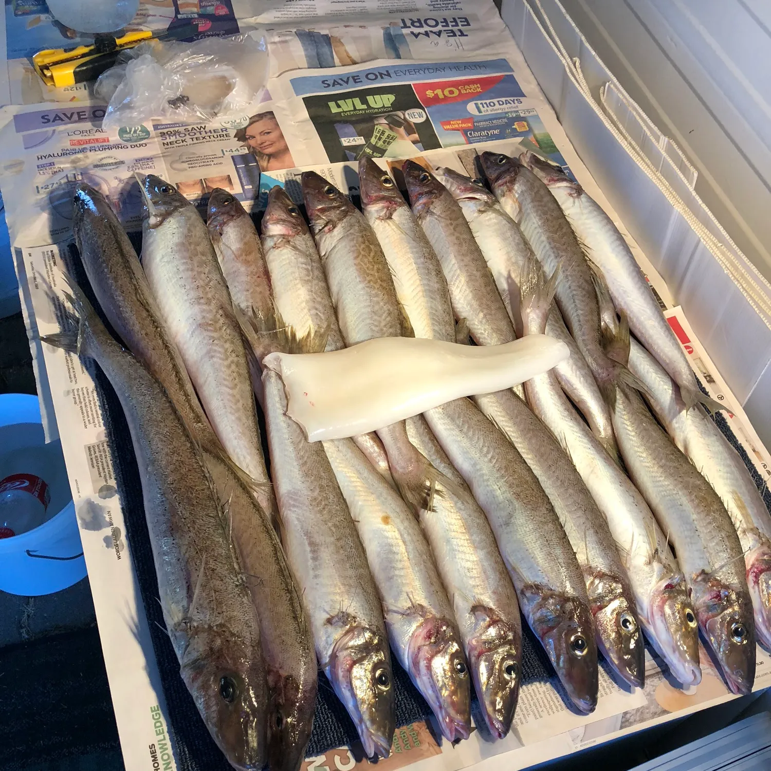 recently logged catches