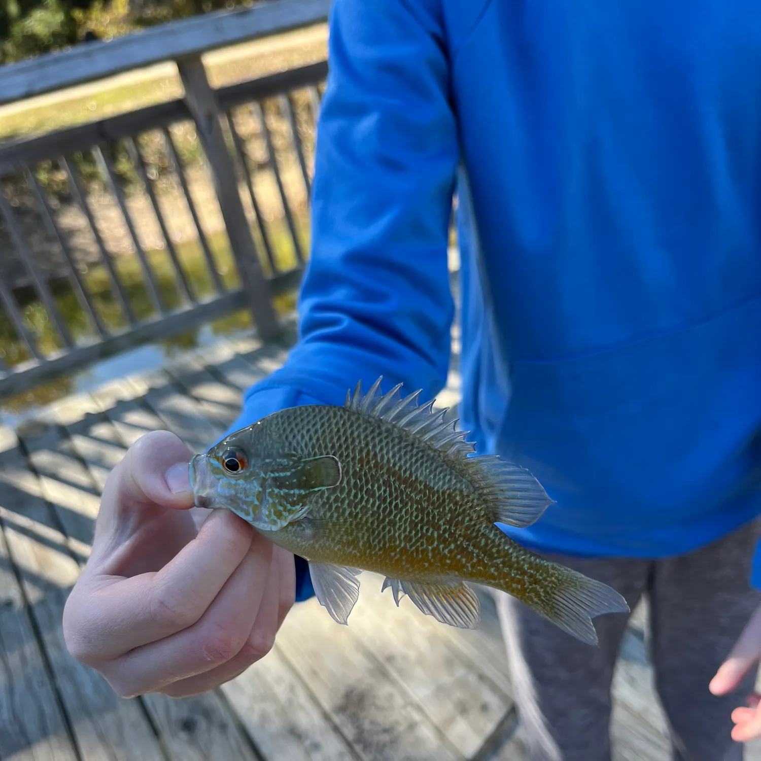 The most popular recent Plains longear sunfish catch on Fishbrain