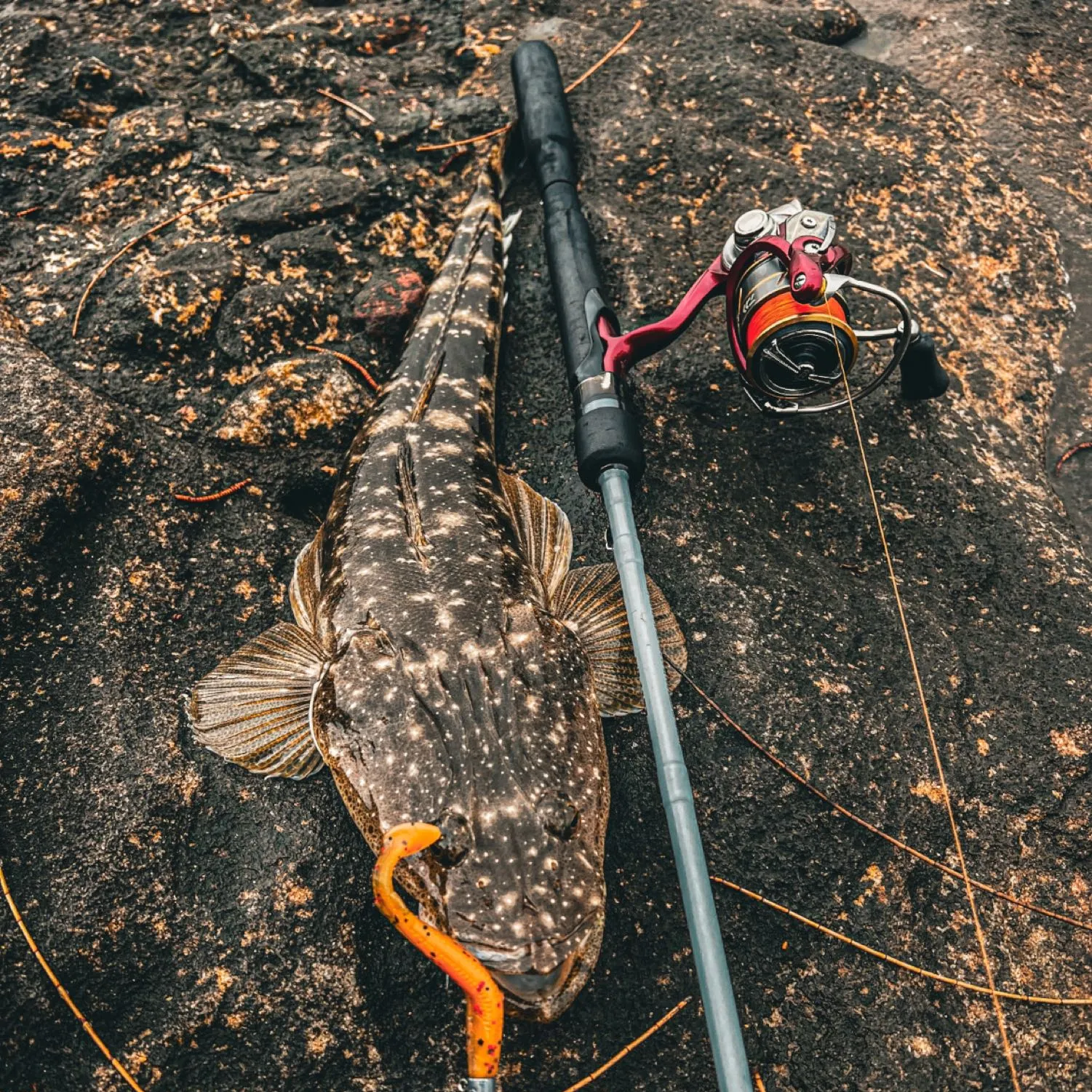 The most popular recent Dusky flathead catch on Fishbrain