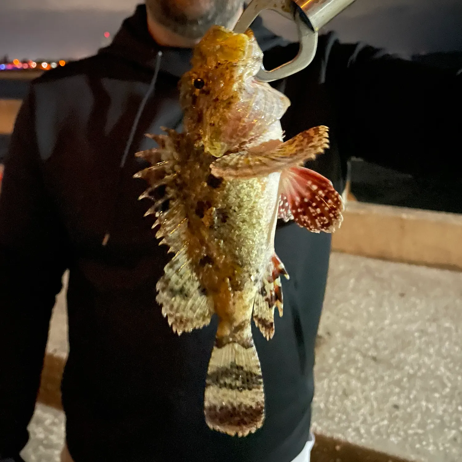 The most popular recent Pacific spotted scorpionfish catch on Fishbrain