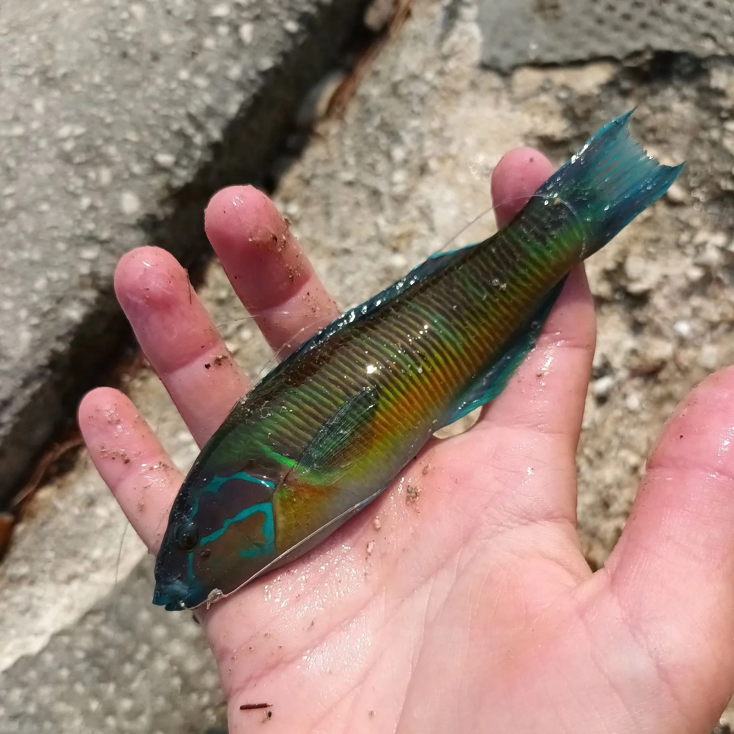 The most popular recent Ornate wrasse catch on Fishbrain