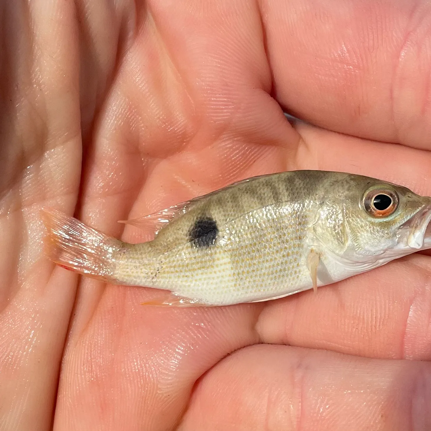 The most popular recent One-spot snapper catch on Fishbrain