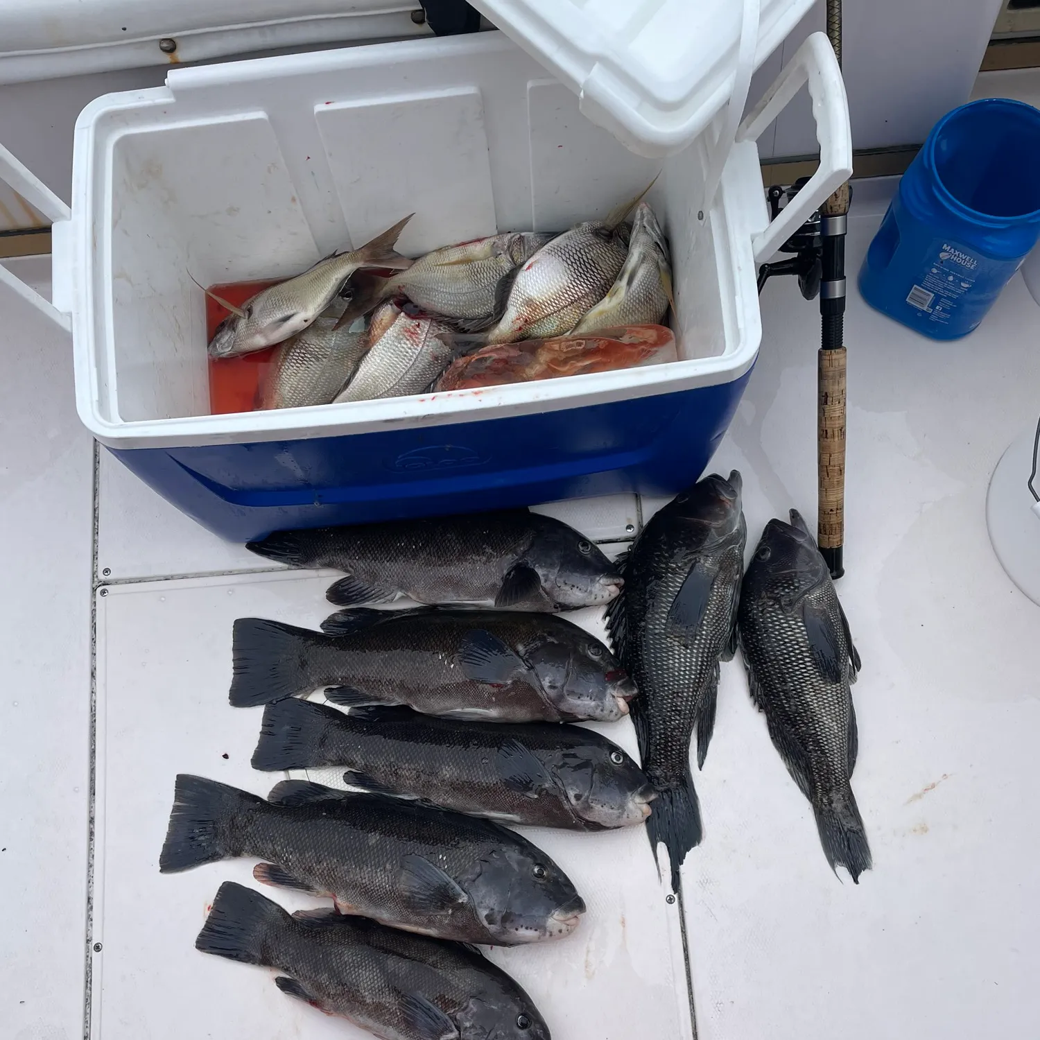 recently logged catches