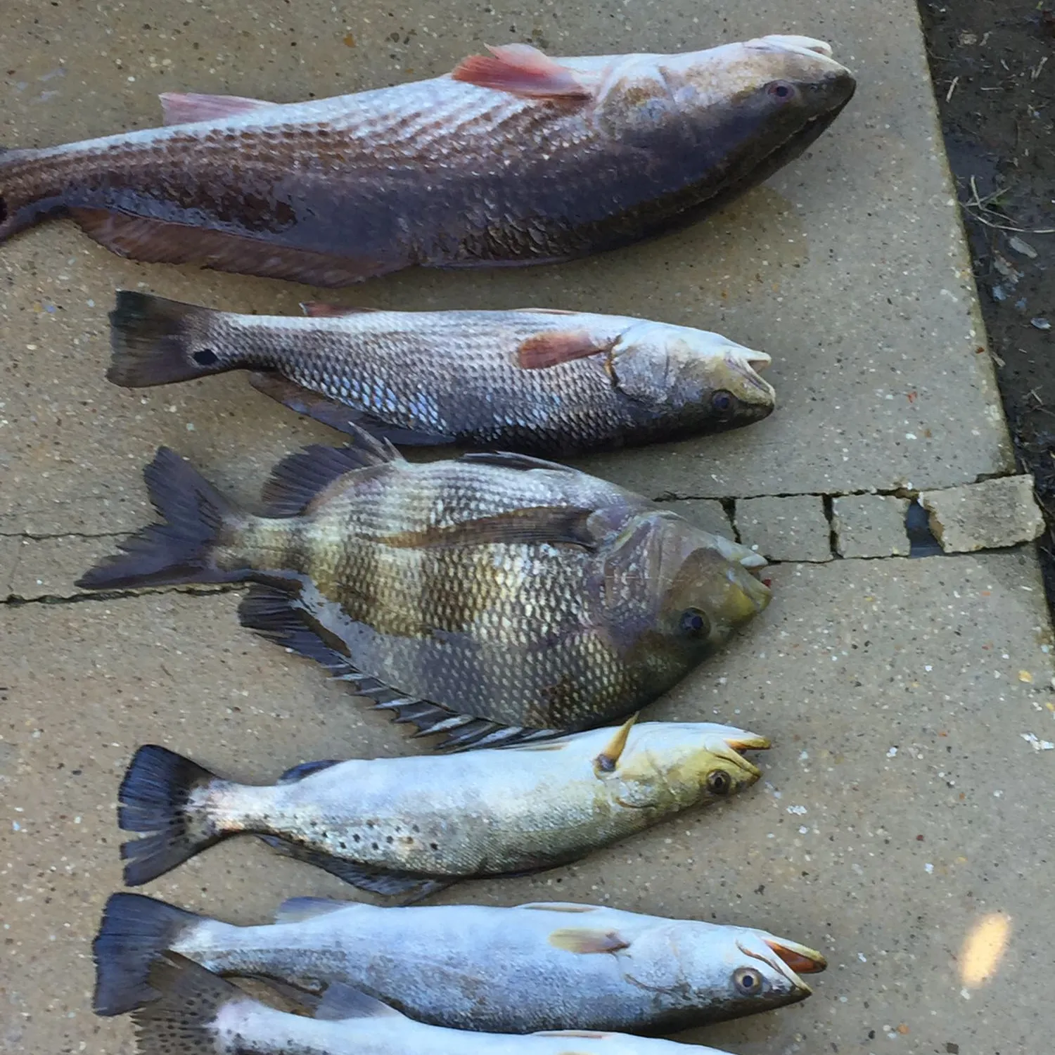 recently logged catches