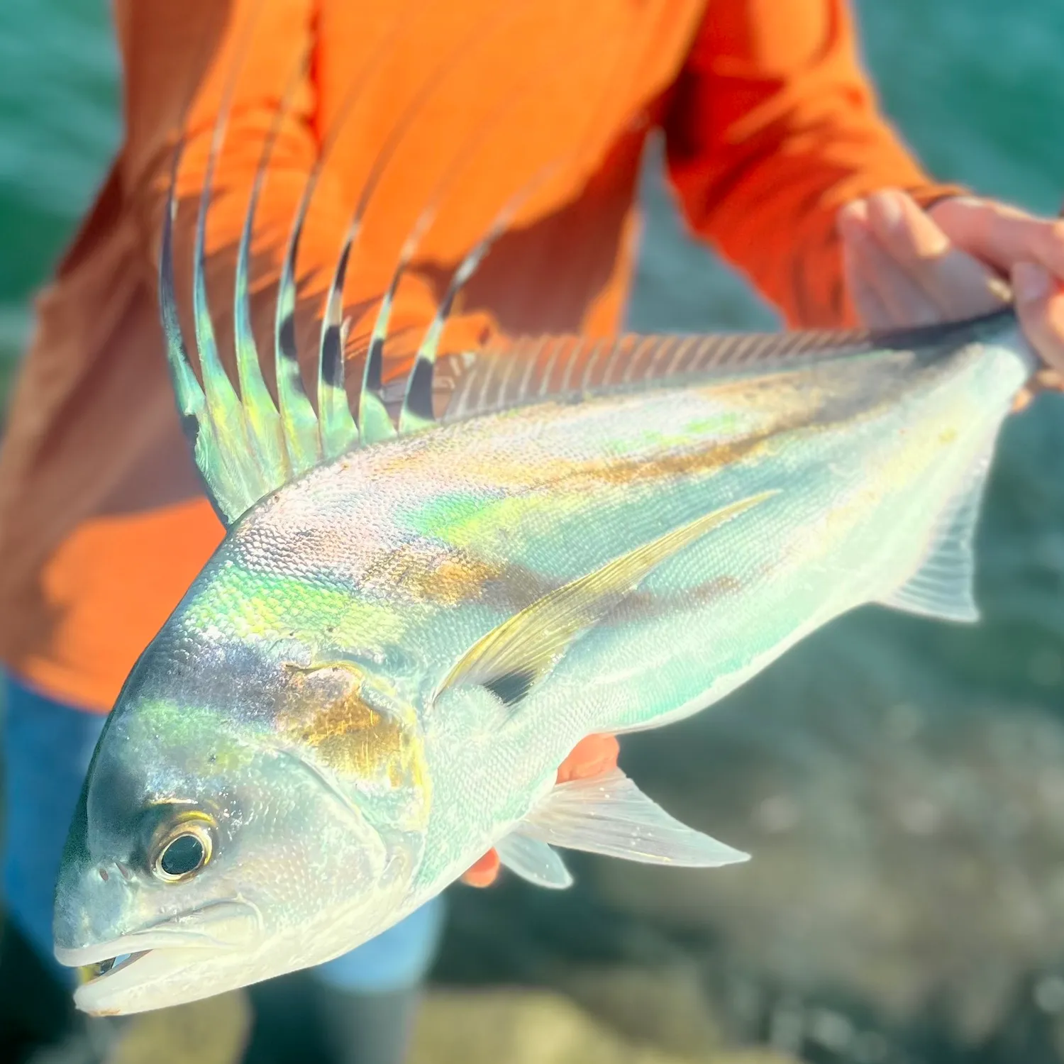 The most popular recent Roosterfish catch on Fishbrain