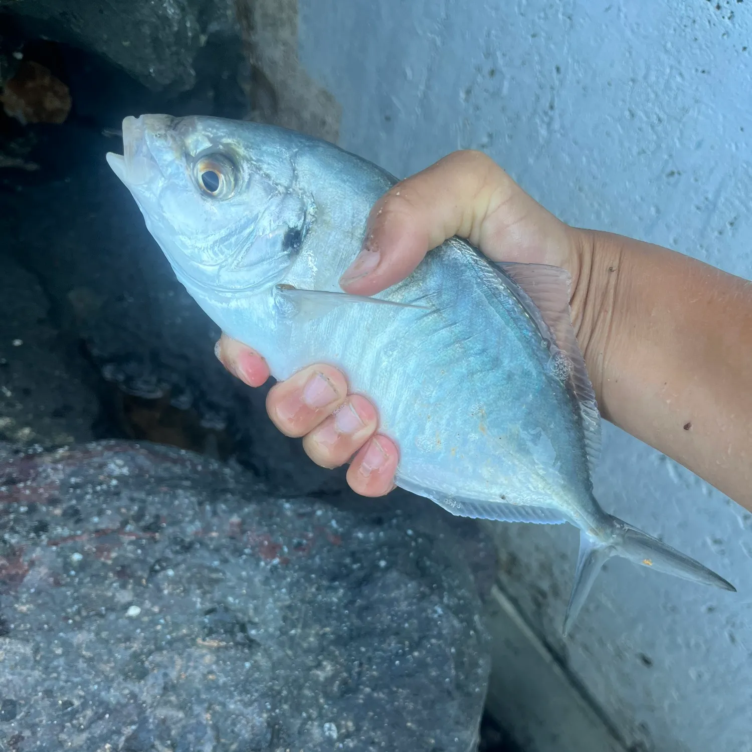 The most popular recent Silver trevally catch on Fishbrain