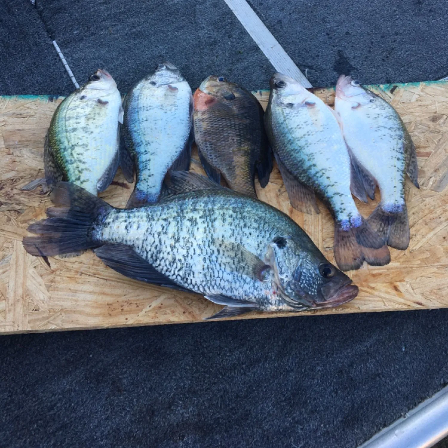 recently logged catches