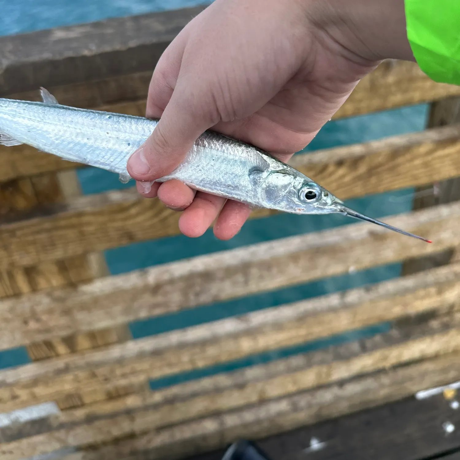 The most popular recent Ballyhoo halfbeak catch on Fishbrain