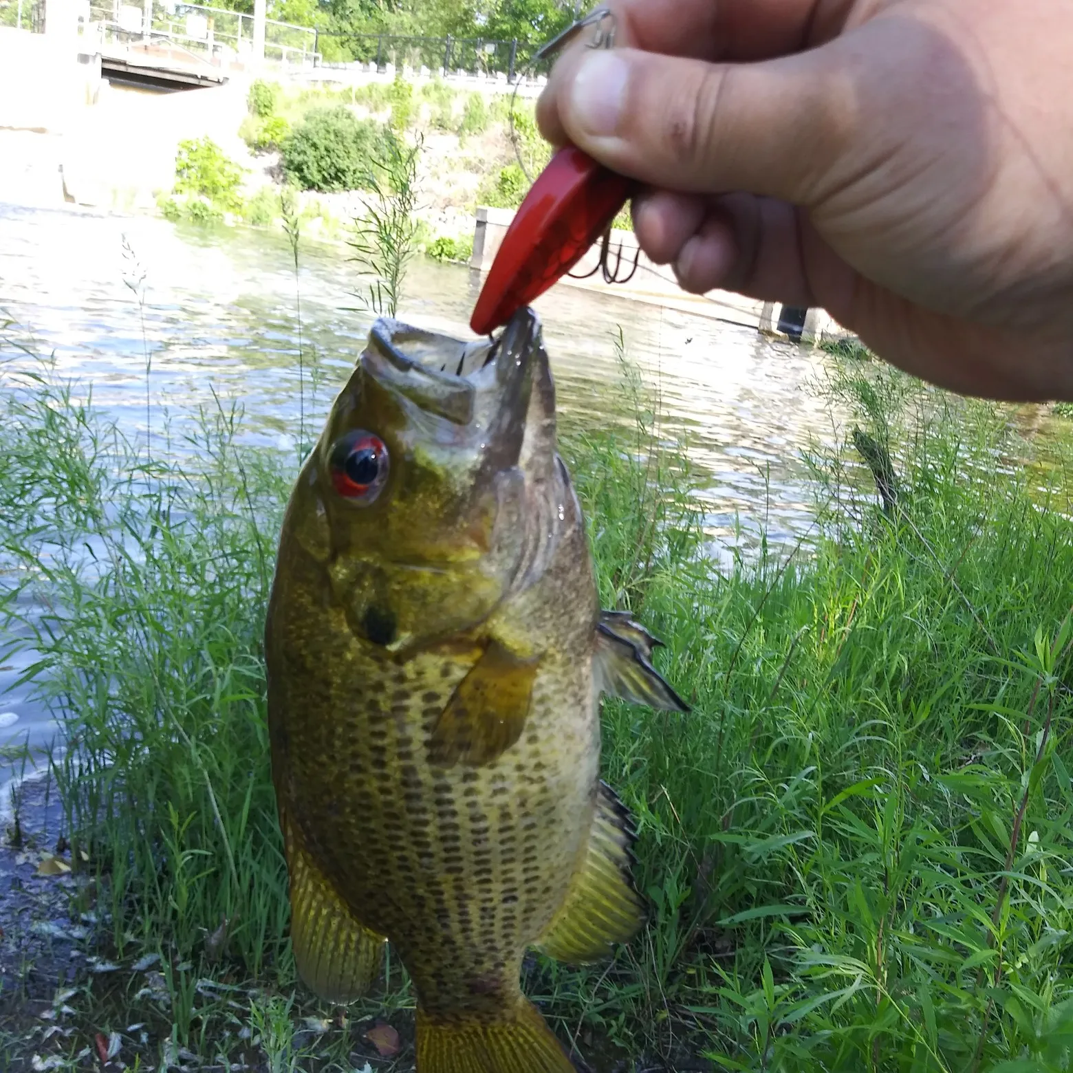 The most popular recent Rock bass catch on Fishbrain