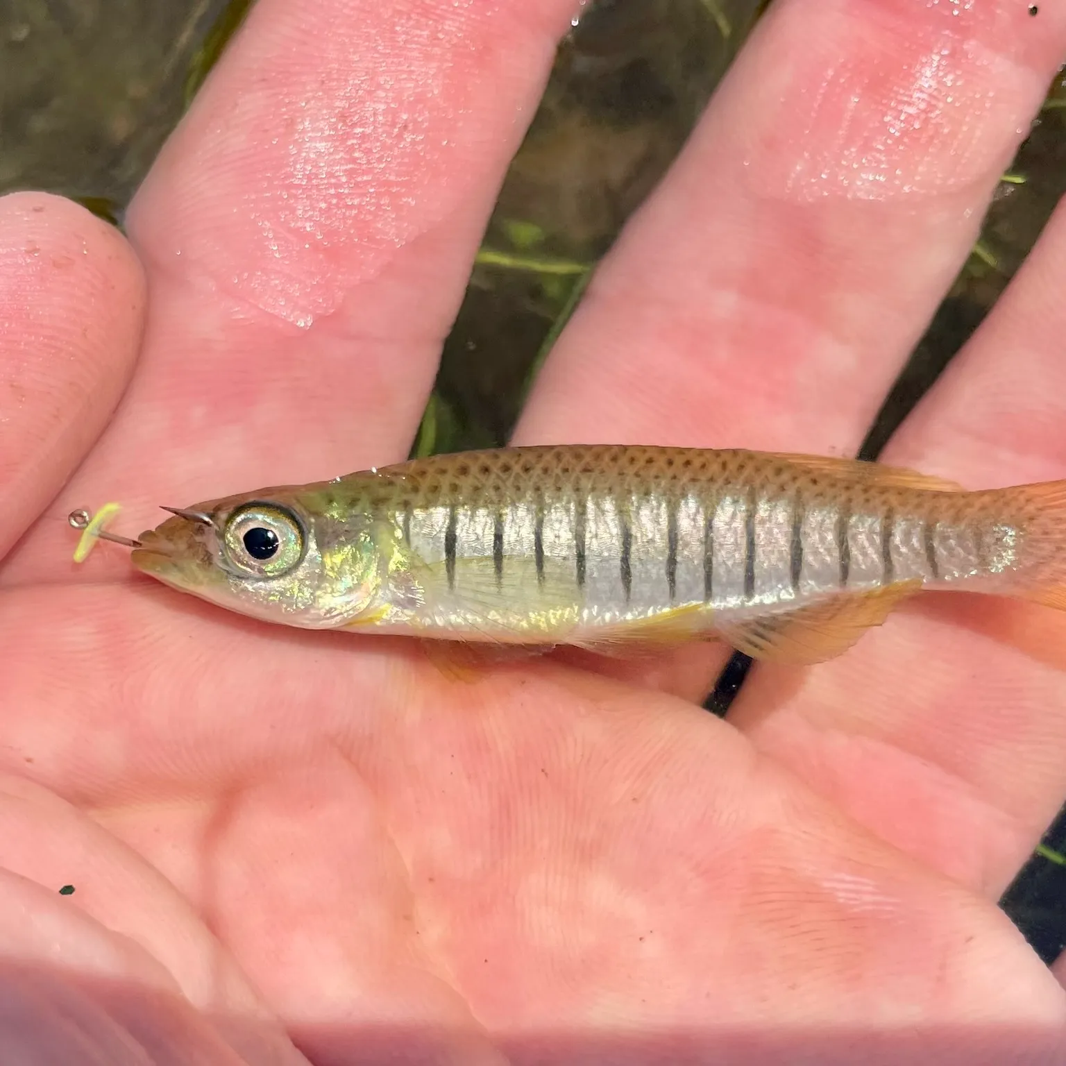 The most popular recent Lined topminnow catch on Fishbrain