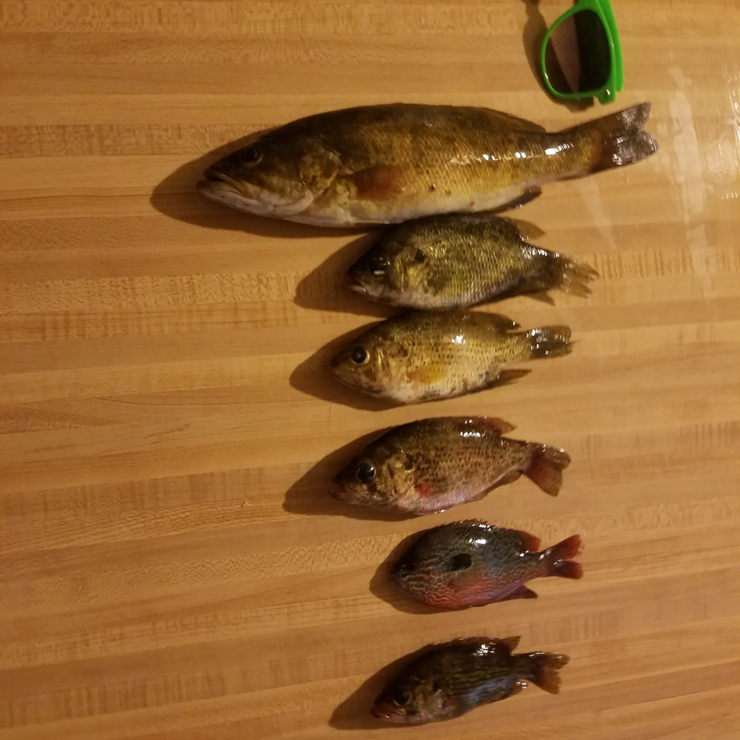 recently logged catches