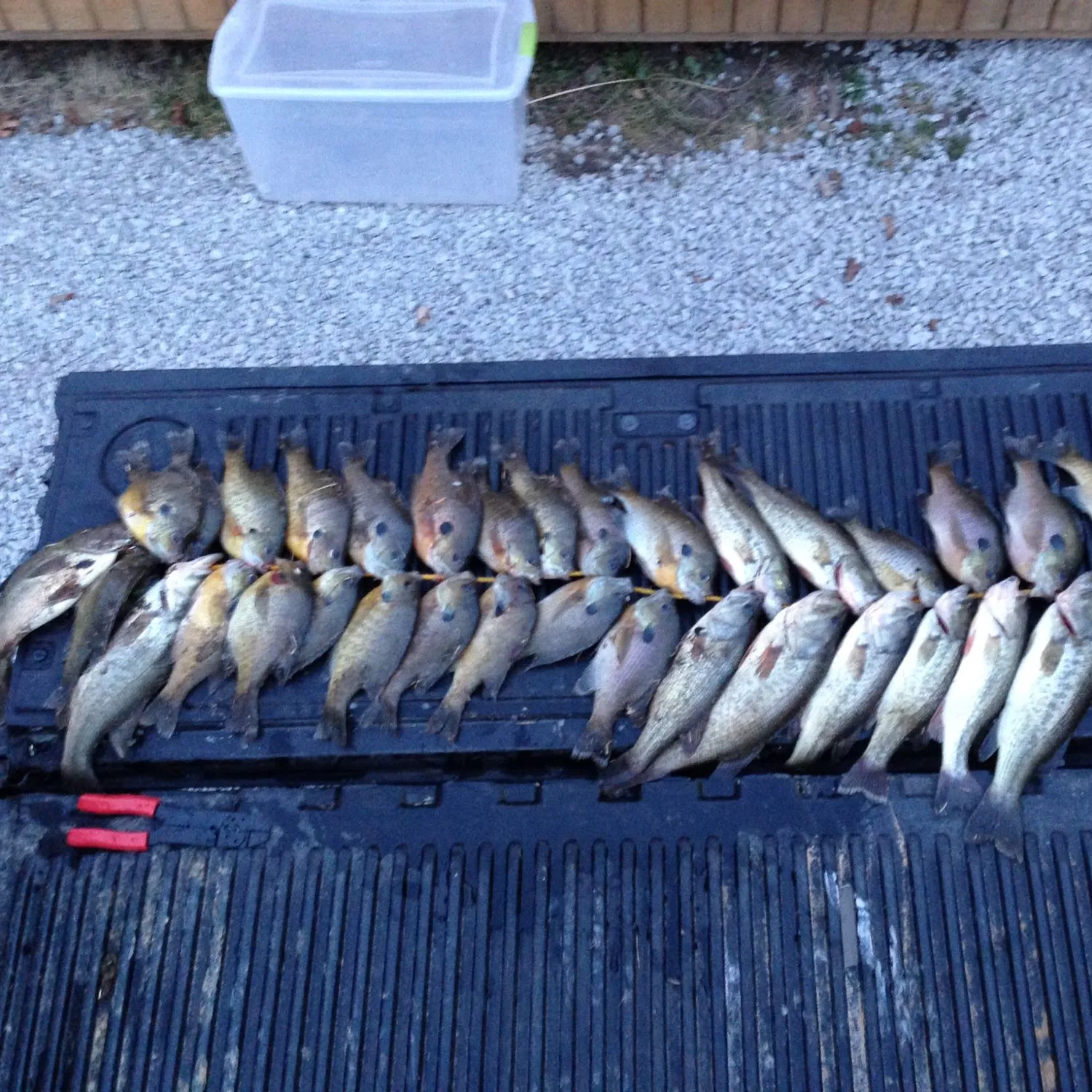 recently logged catches