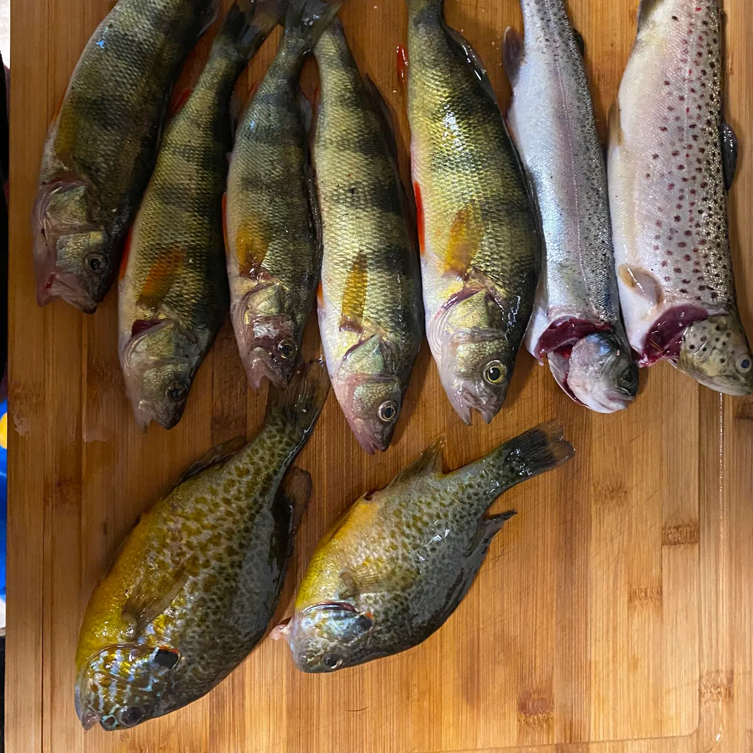 recently logged catches