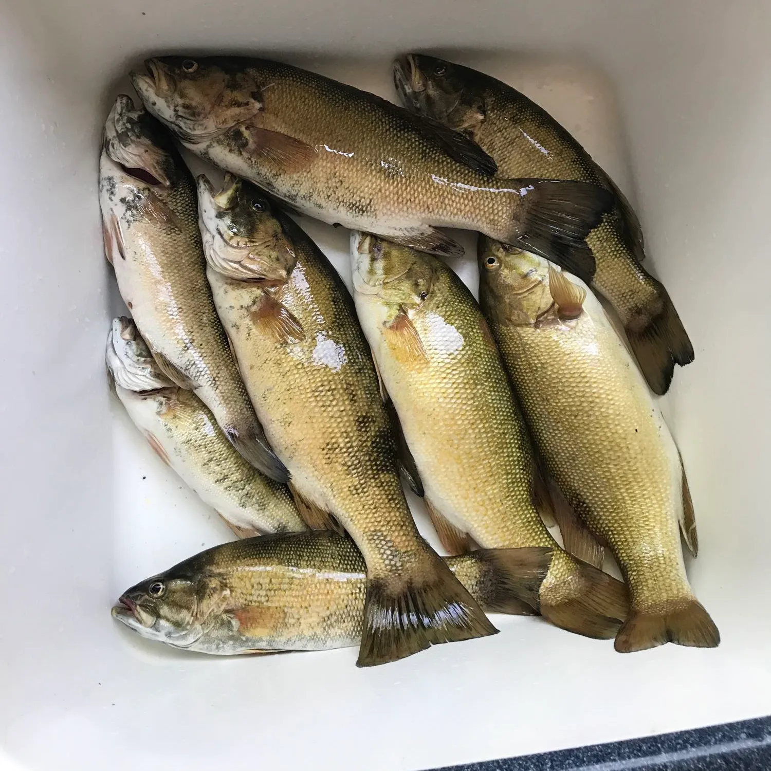 recently logged catches