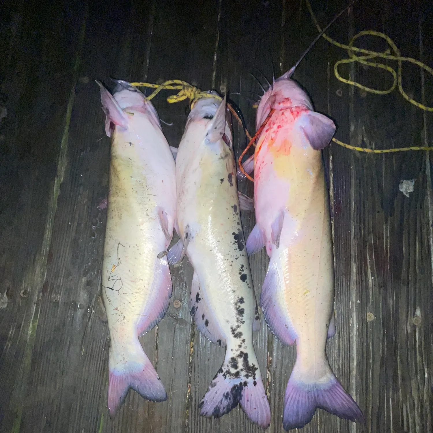 recently logged catches