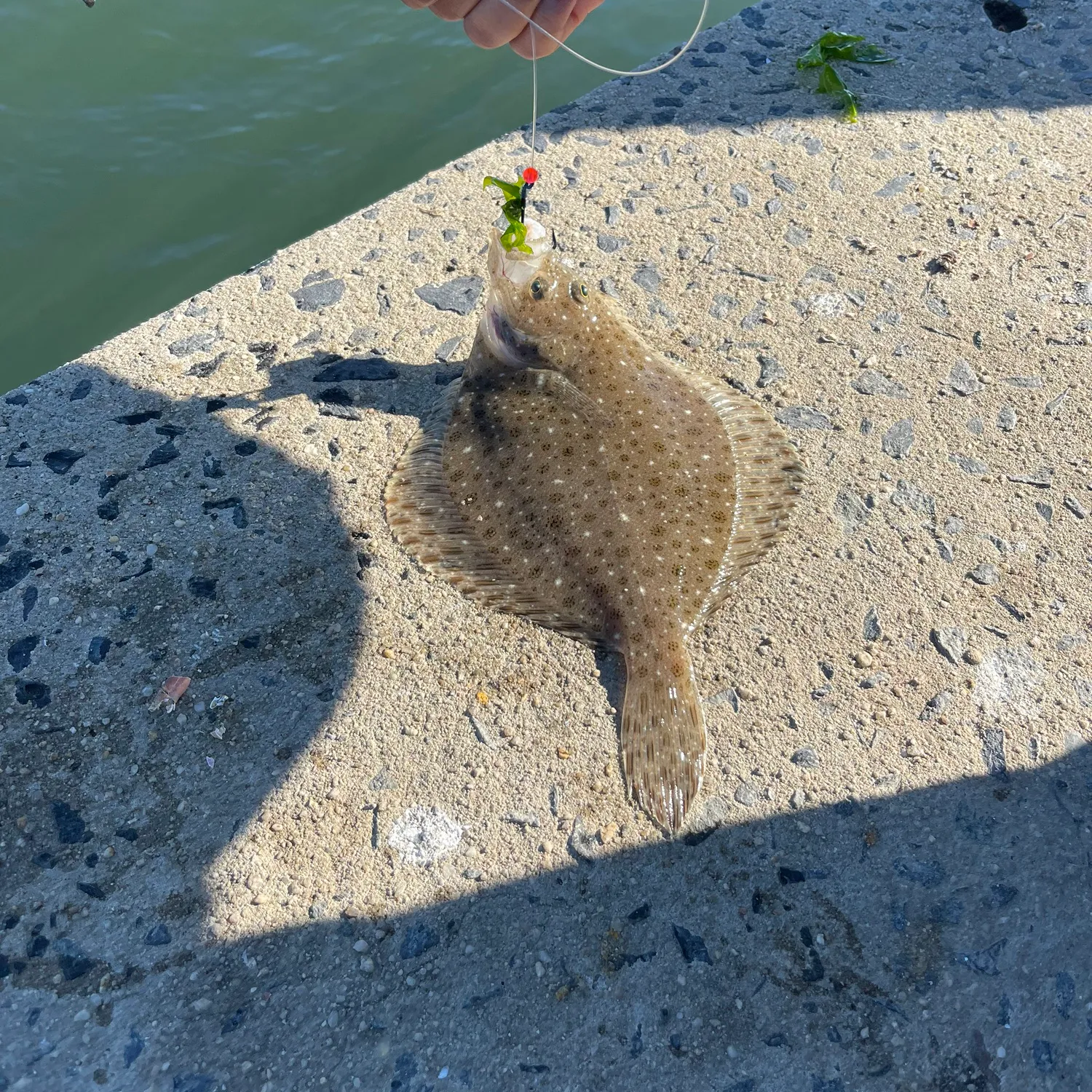 The most popular recent Windowpane flounder catch on Fishbrain