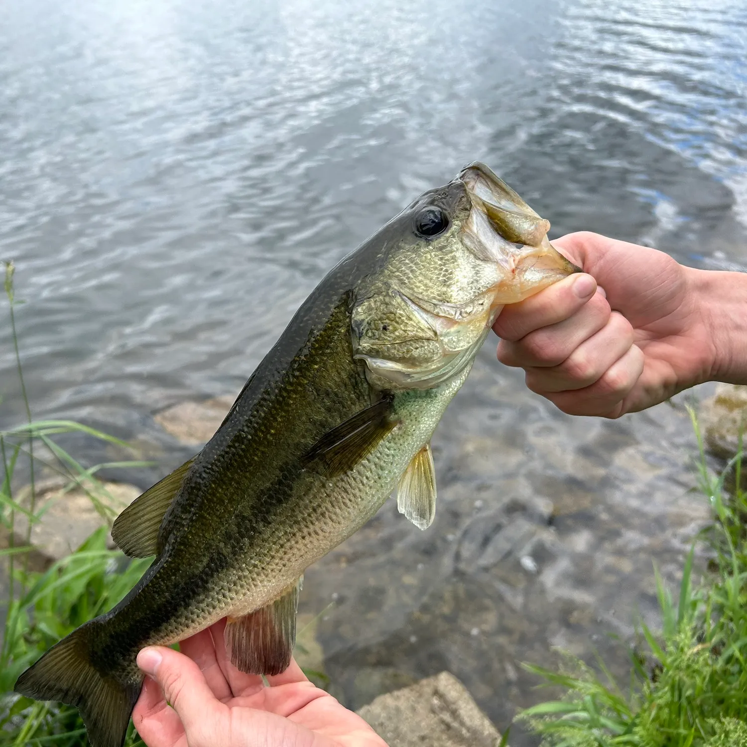 ᐅ Juno Lake fishing reports🎣• Elkhart, MI (United States) fishing