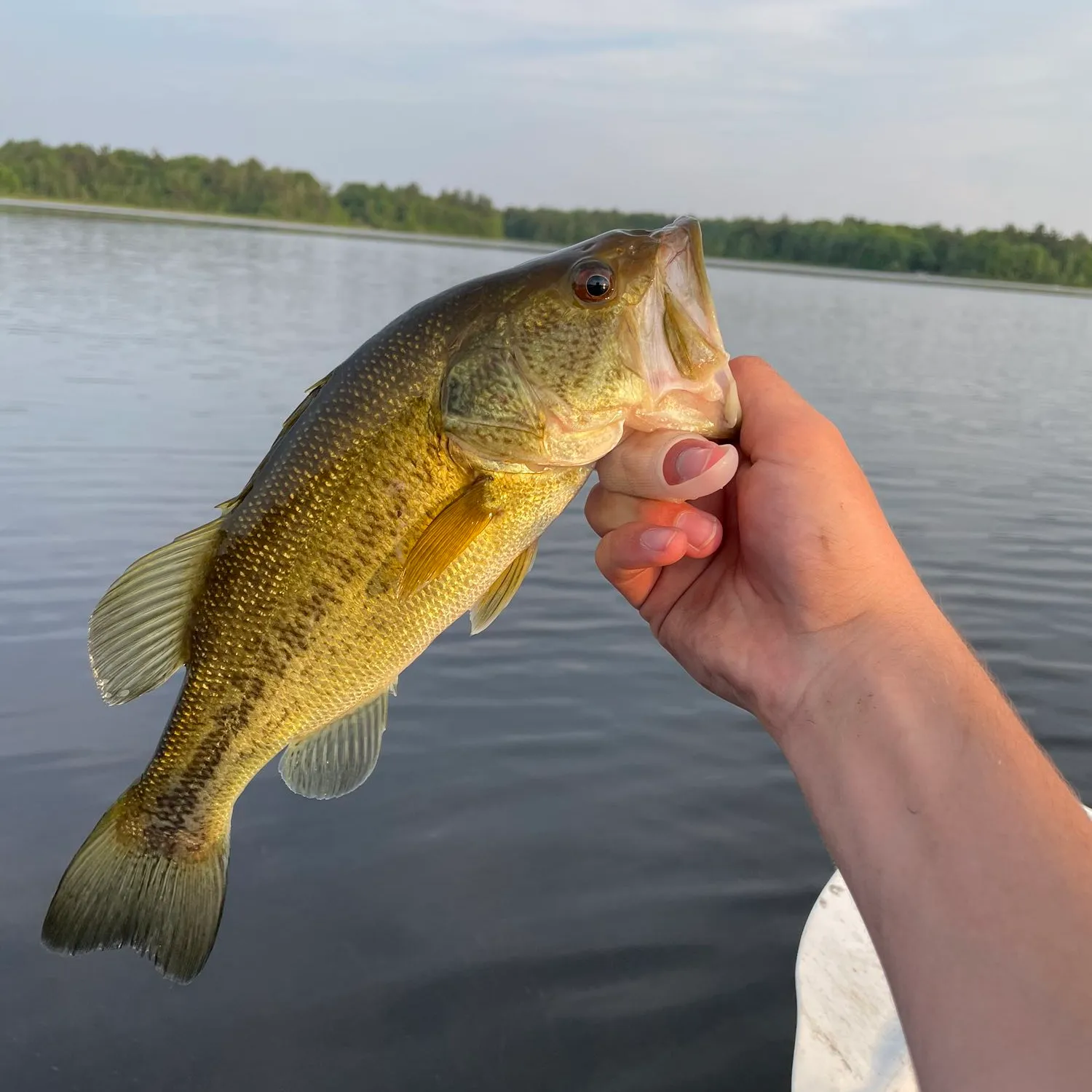 ᐅ Little Black Lake fishing reports🎣• Norton Shores, MI (United States ...