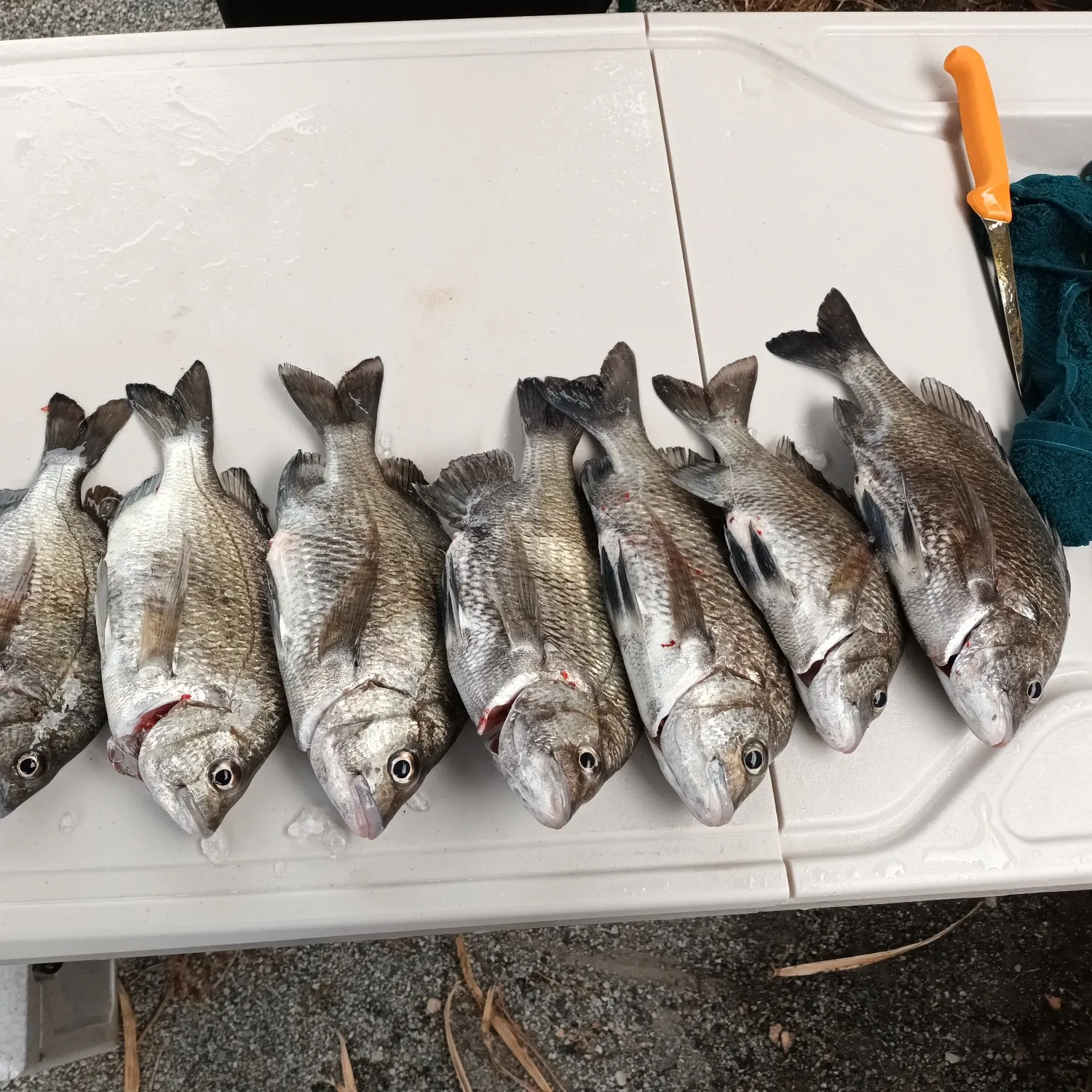 recently logged catches