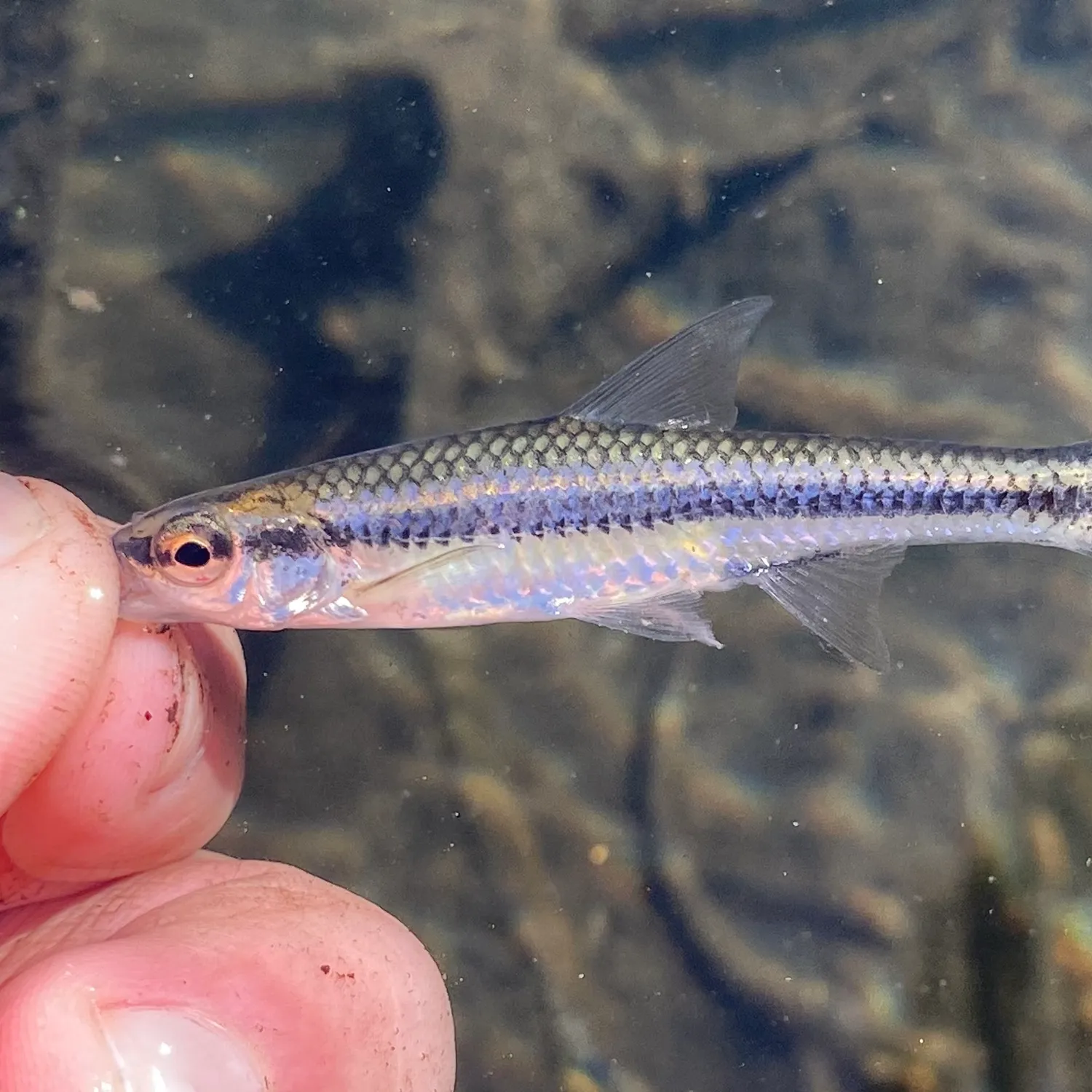 The most popular recent Blackchin shiner catch on Fishbrain