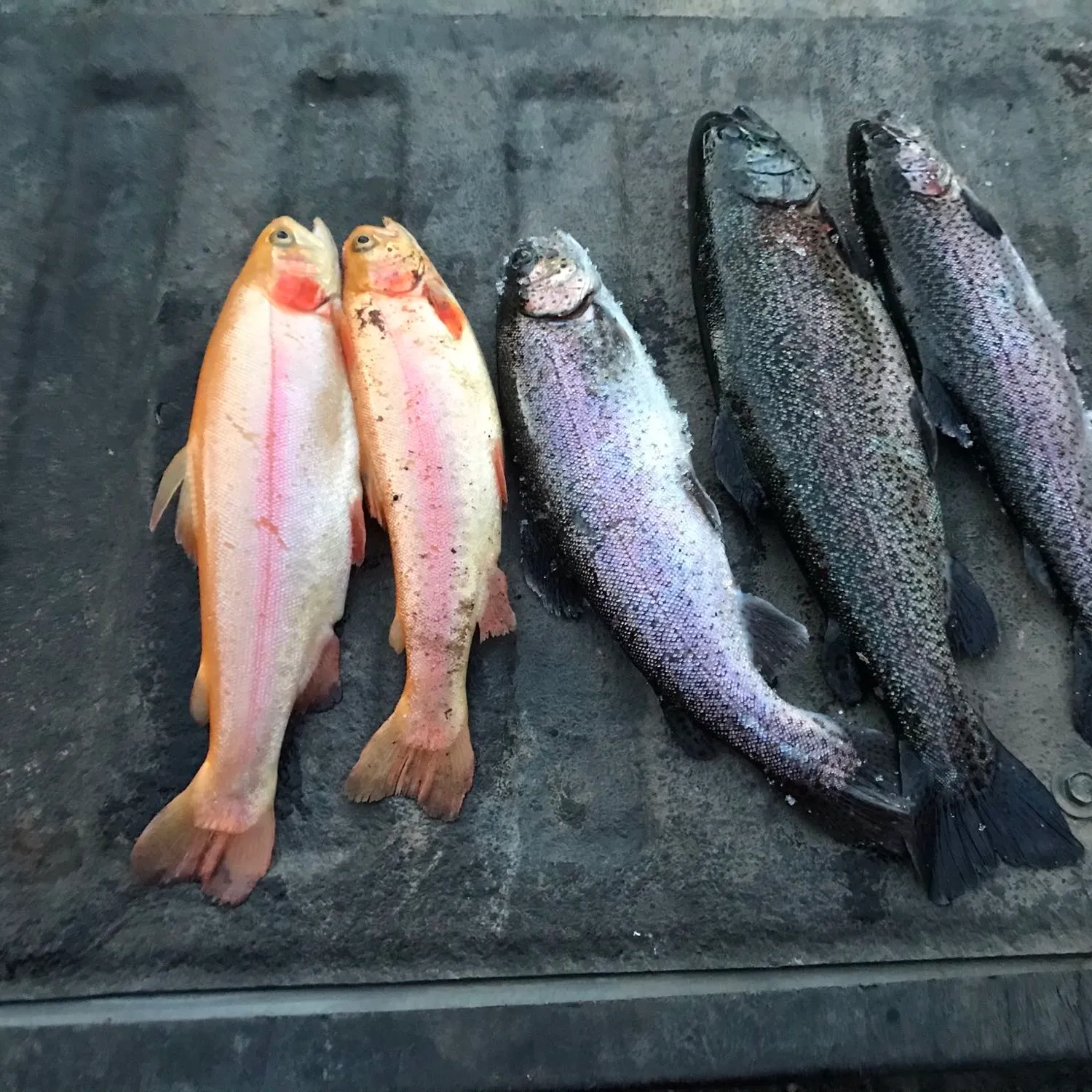 recently logged catches