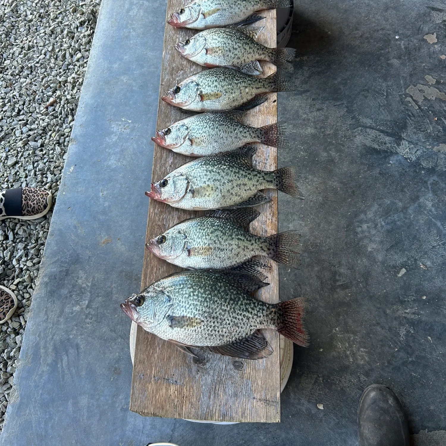 recently logged catches