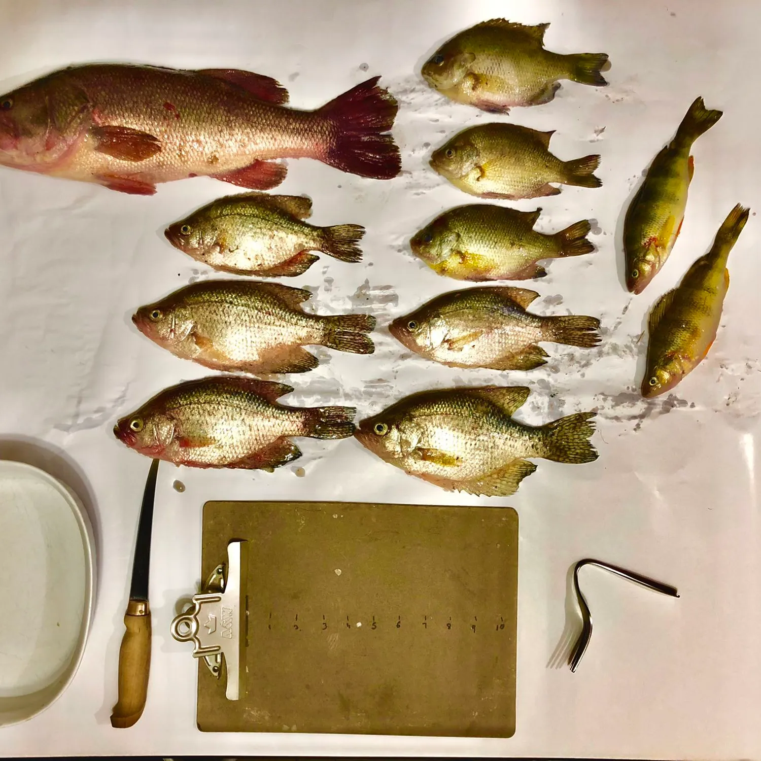 recently logged catches